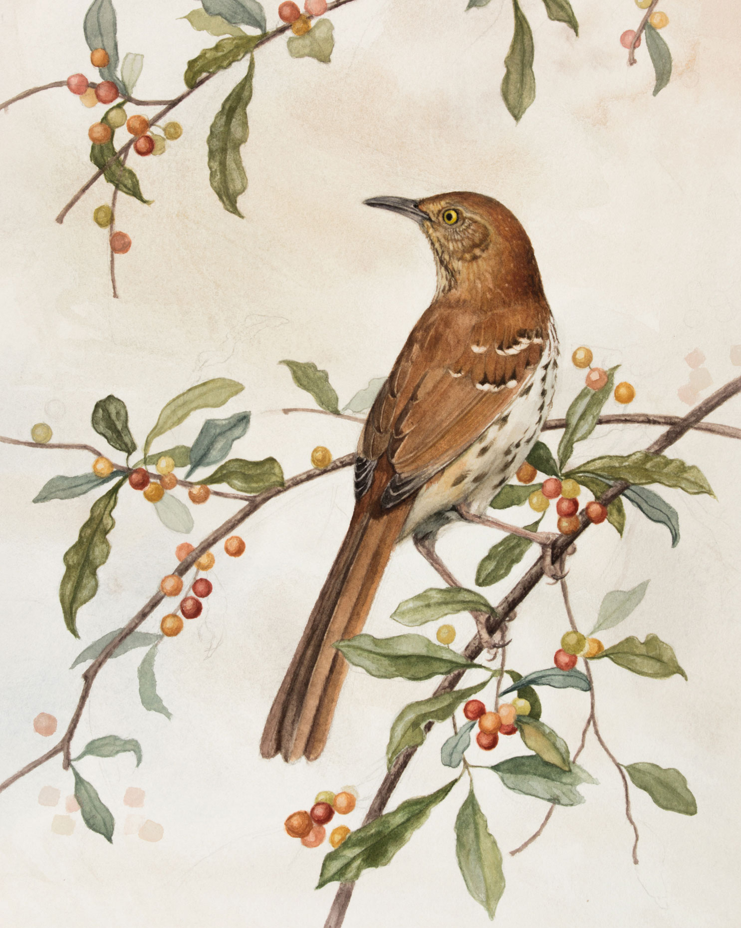 Warnick observed this single nesting Brown Thrasher over several months while she was an artist in residence at the Muscatatuck National Wildlife Refuge in Indiana. Drawing: Alex Warnick