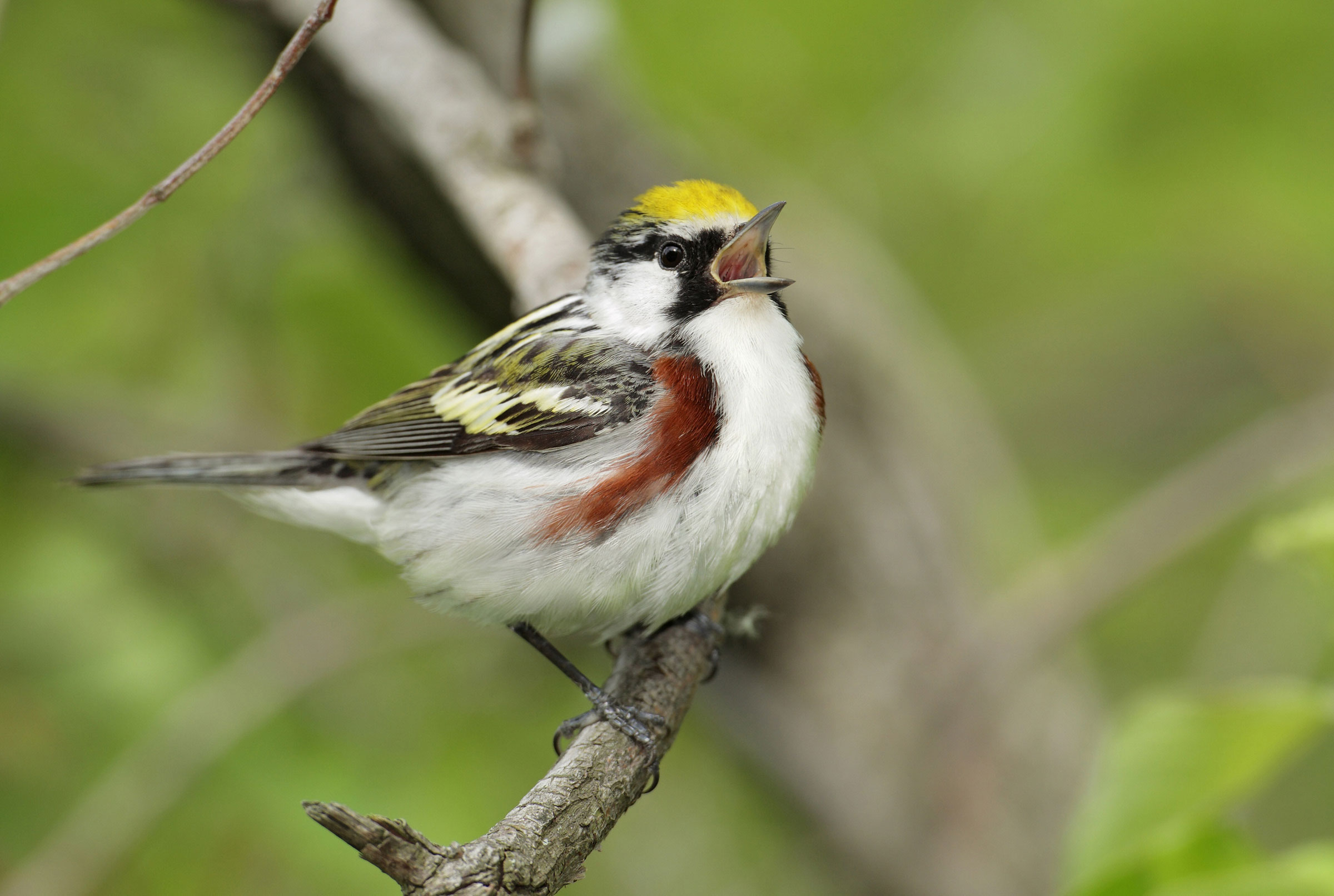 Chestnut-sided Warbler. Brian Zwiebel/Sabrewing Nature Tour