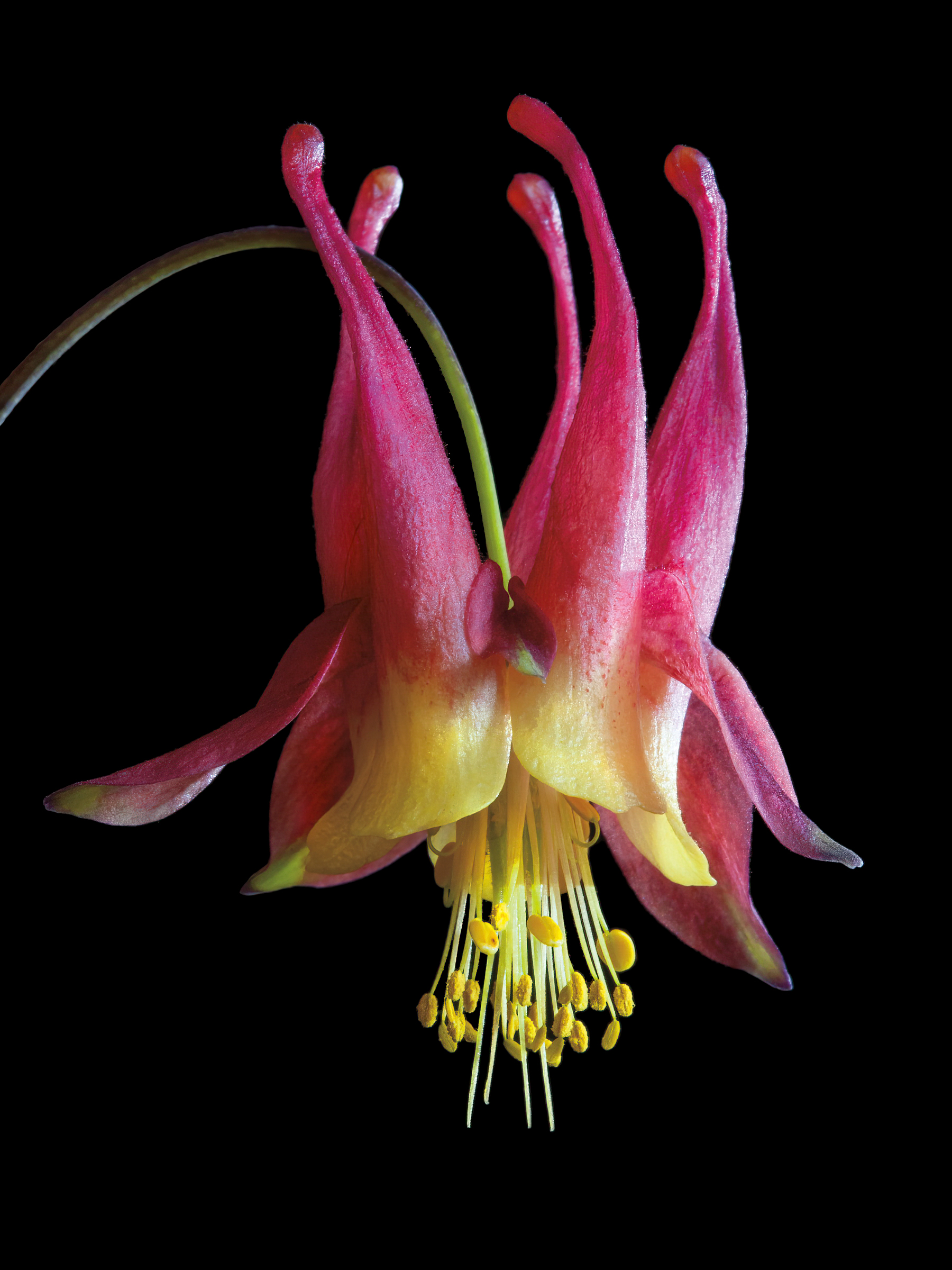 Eastern red columbine. Andrew Garn