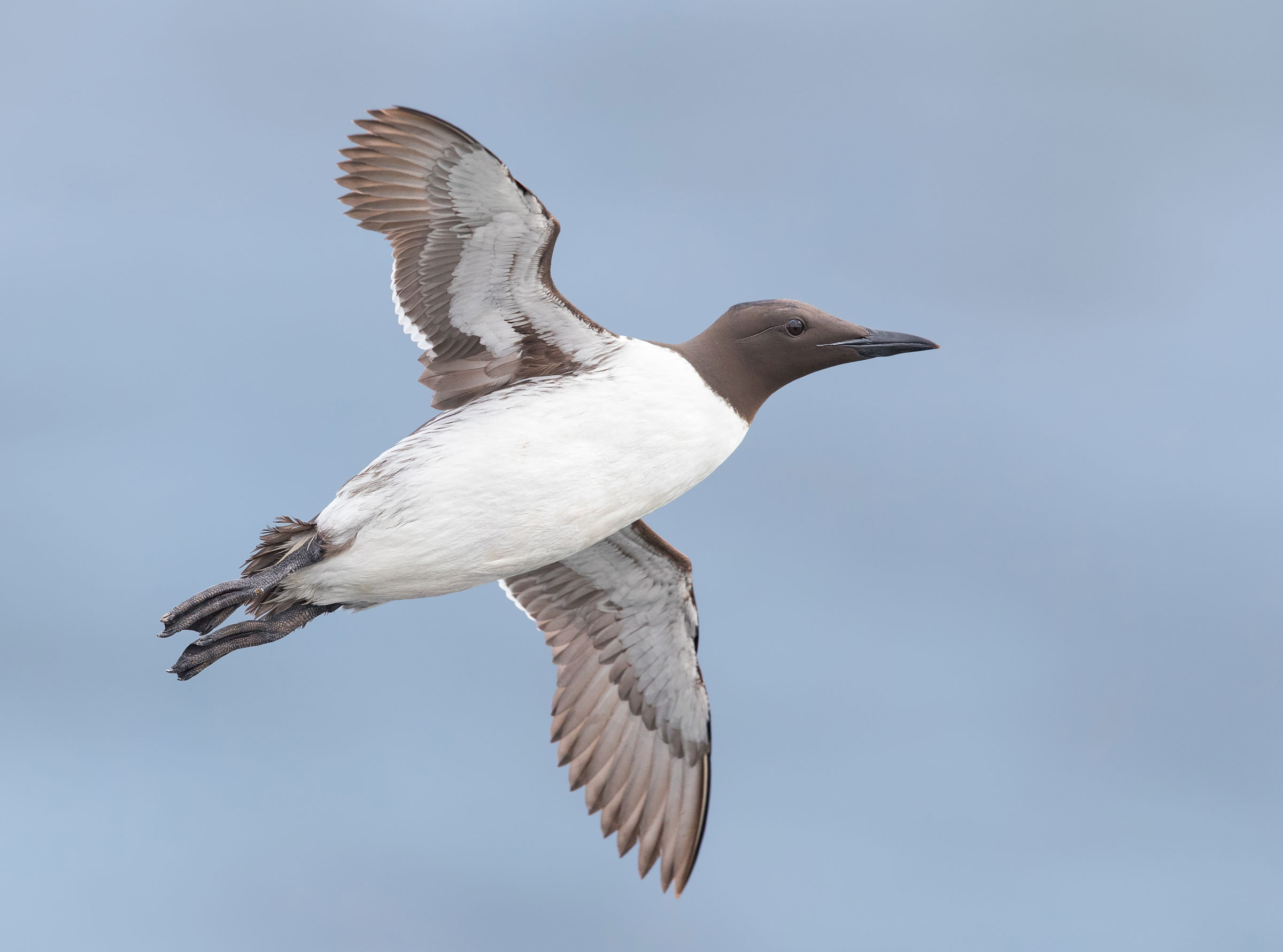 Capturing flying alcids, such as this Common Murre, is an allure of Grímsey Island. Michael Milicia