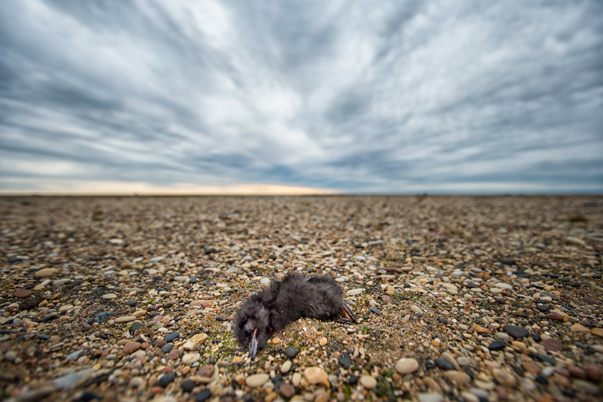 An infinite sky looms over the frail body of a chick, which lies dead on the gravel after being removed from its nest. Out of 120 chicks that hatched this summer, only 45 fledged. Peter Mather