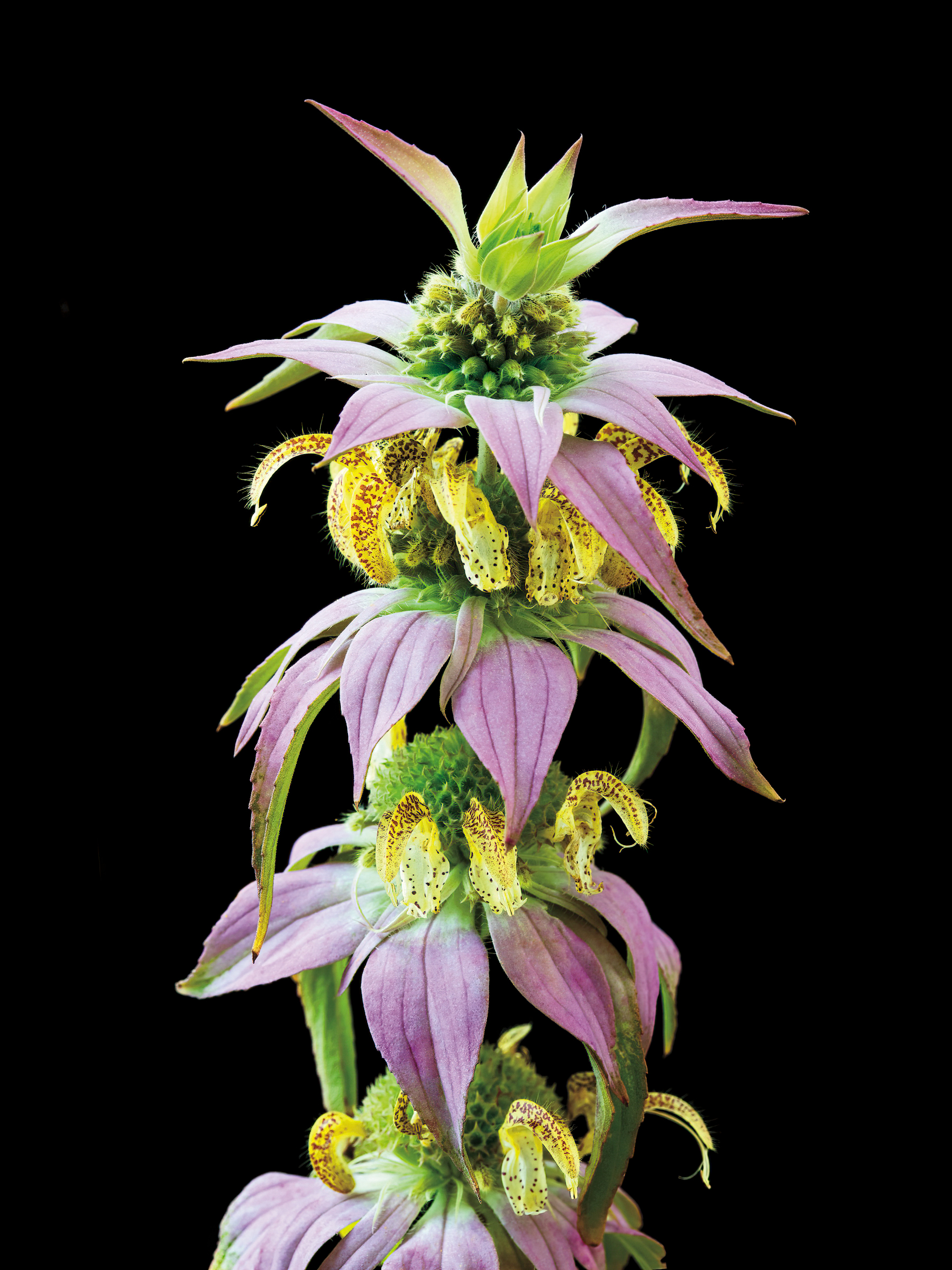 Dotted horsemint. Andrew Garn