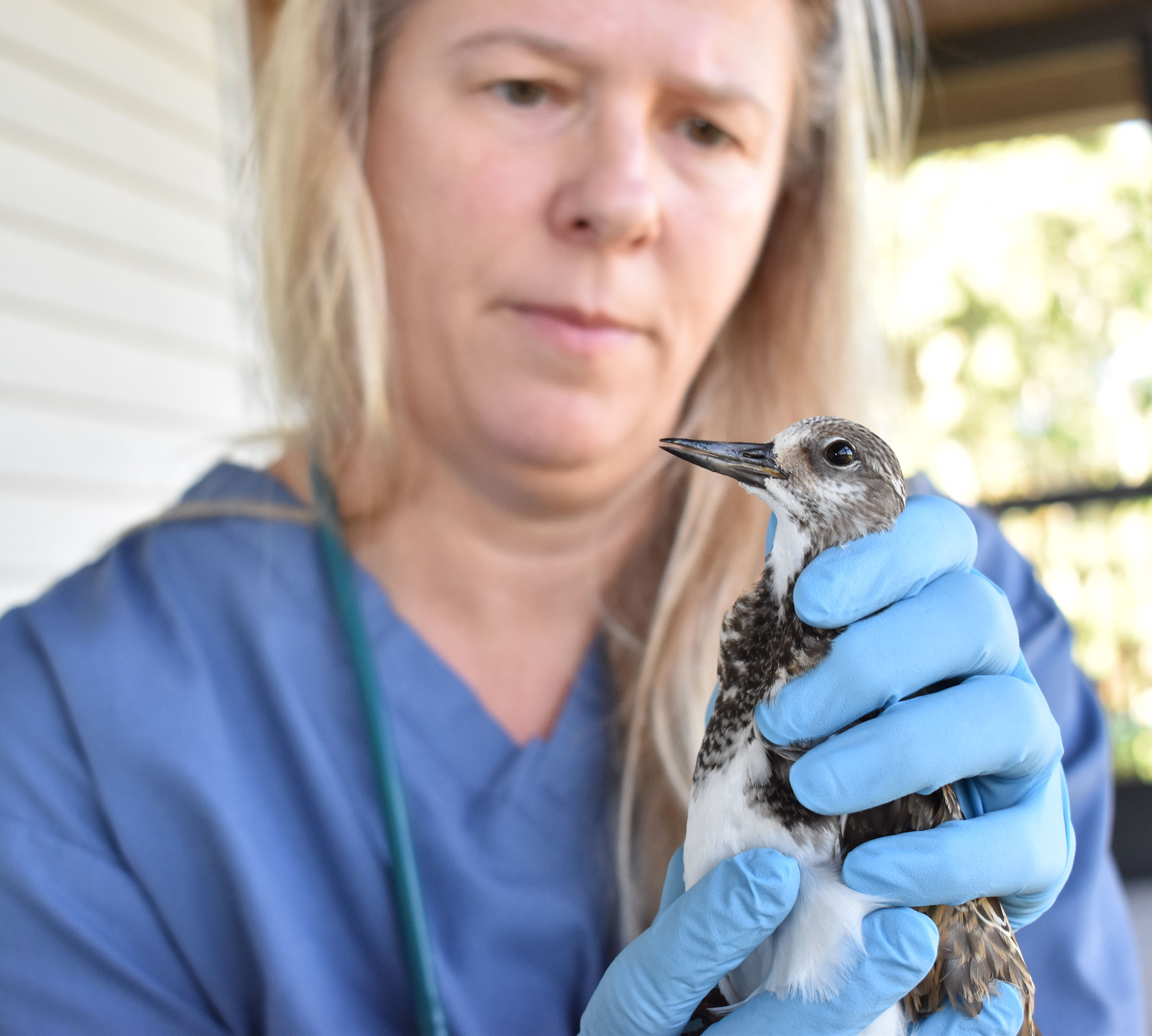 Heather Barron, from the Clinic for the Rehabilitation of Wildlife on Sanibel Island, examines a Ruddy Turnstone suspected to be suffering from red tide poisoning. Brian Bohlman/CROW