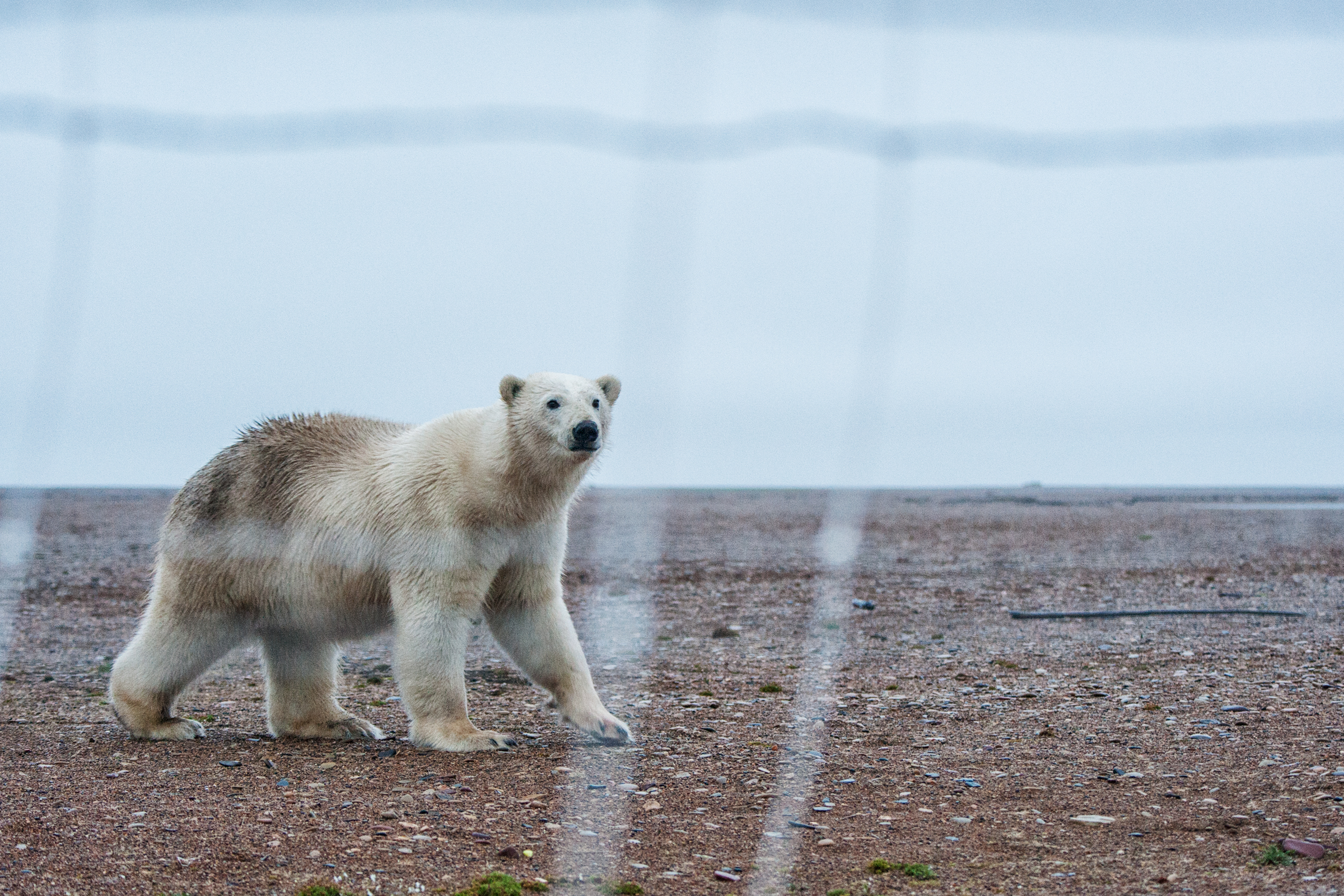 The white fur of a polar bear makes for less-than-ideal camouflage against the backdrop of Cooper Island's brown gravel and sand. Peter Mather