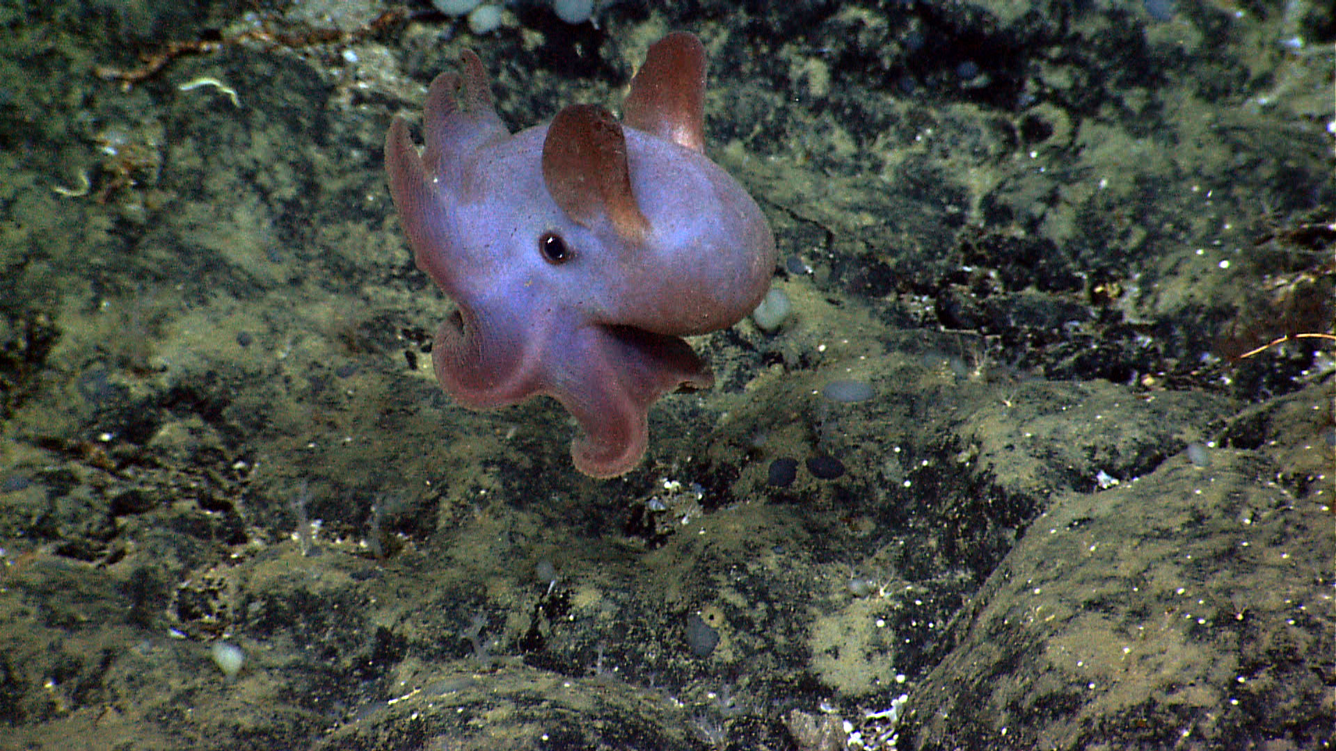 Dumbo octopus on the Atlantic continental shelf. NOAA Okeanos Explorer Program, Our Deepwater Backyard: Exploring Atlantic Canyons and Seamounts 2014