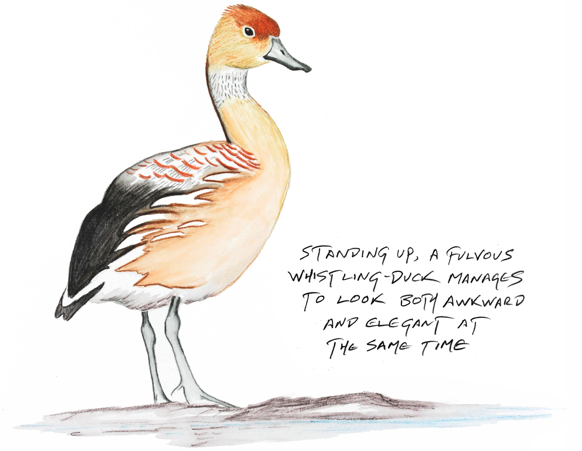 Illustration: Kenn Kaufman