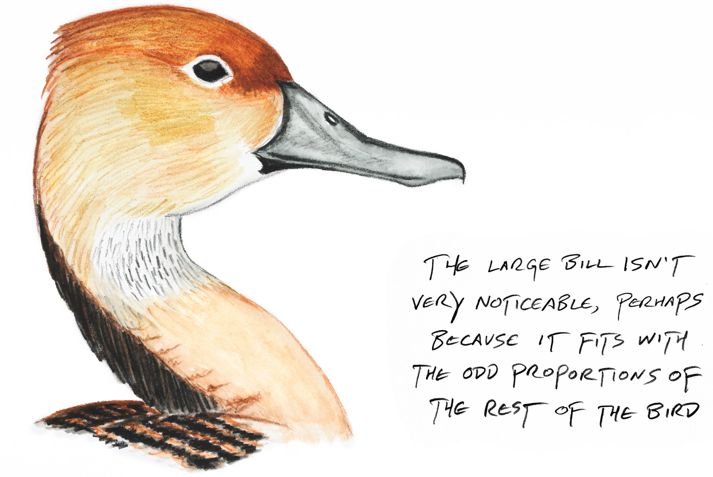Illustration: Kenn Kaufman