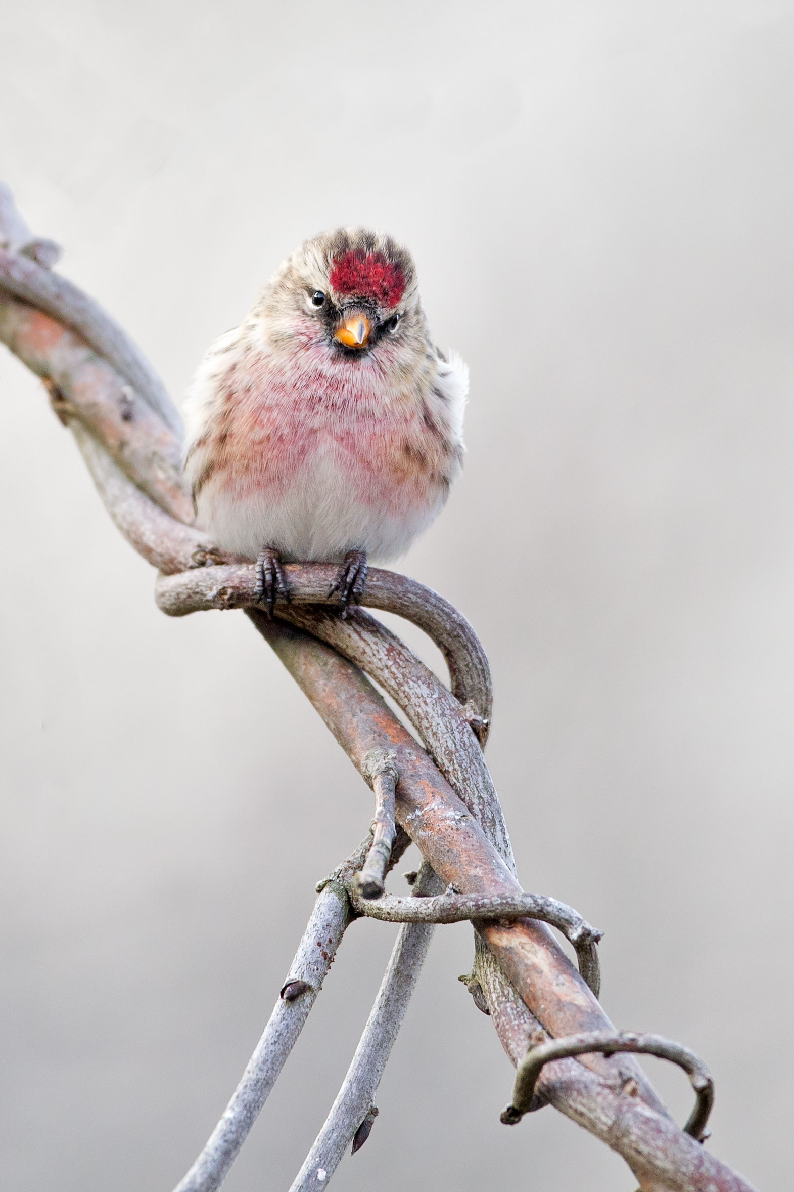 Common Redpoll. Melissa Groo