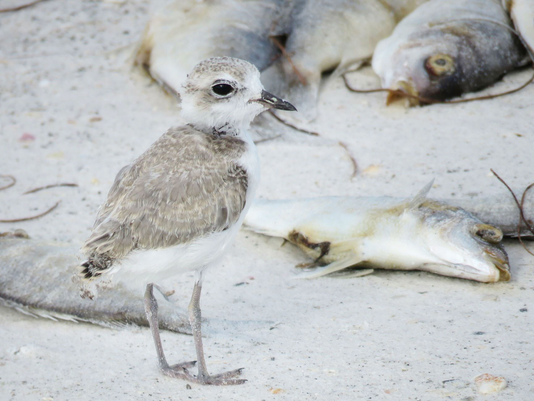 Out of 14 hatchlings, only one Snowy Plover chick successfully fledged on Longboat Island this year. This chick's mother was found dead in September, likely from red tide poisoning. Kylie Wilson
