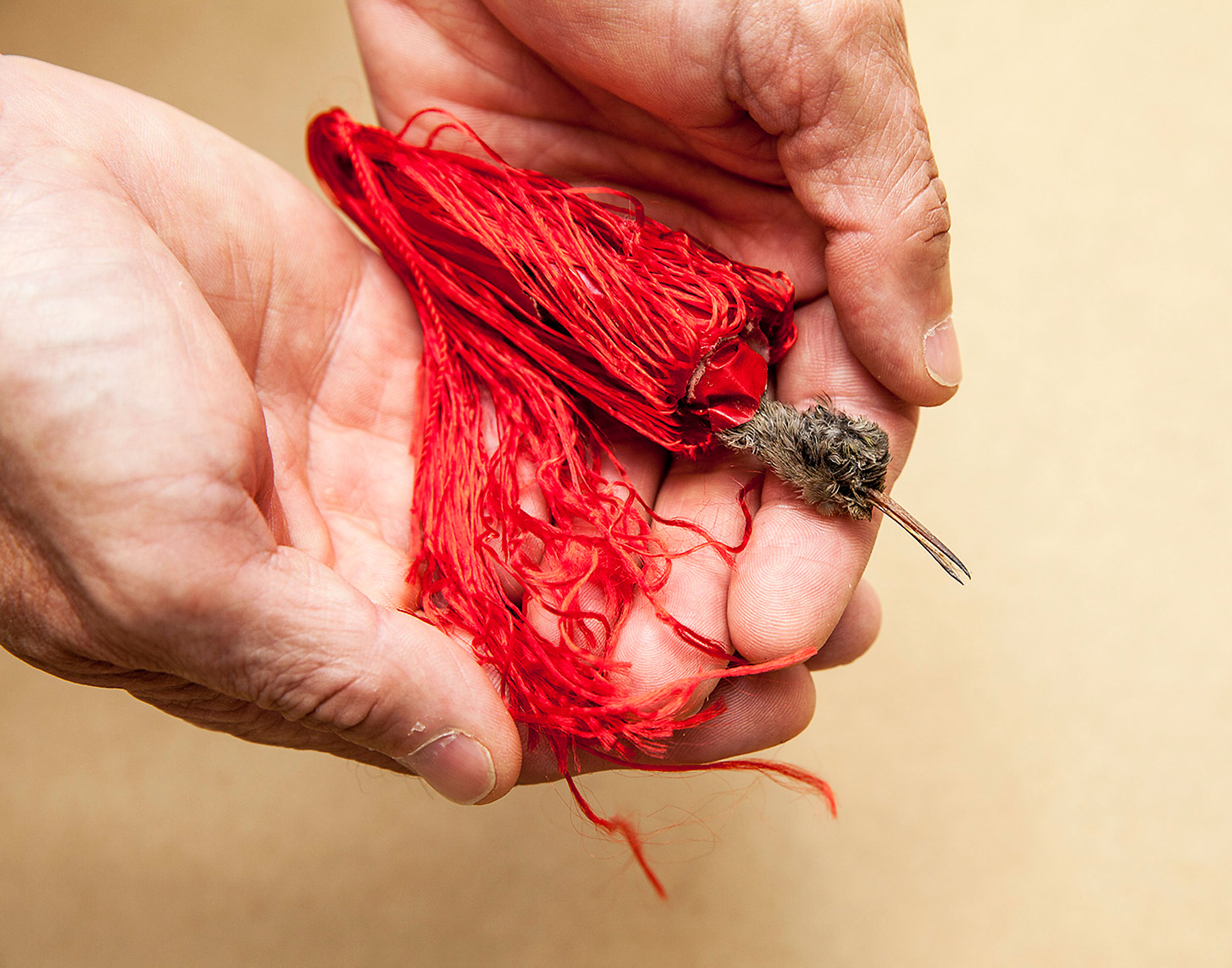 This desiccated hummingbird, wrapped in red tassels, was killed and packaged in Mexico and then smuggled into the United States to be sold at a botánica. Tom Fowlks