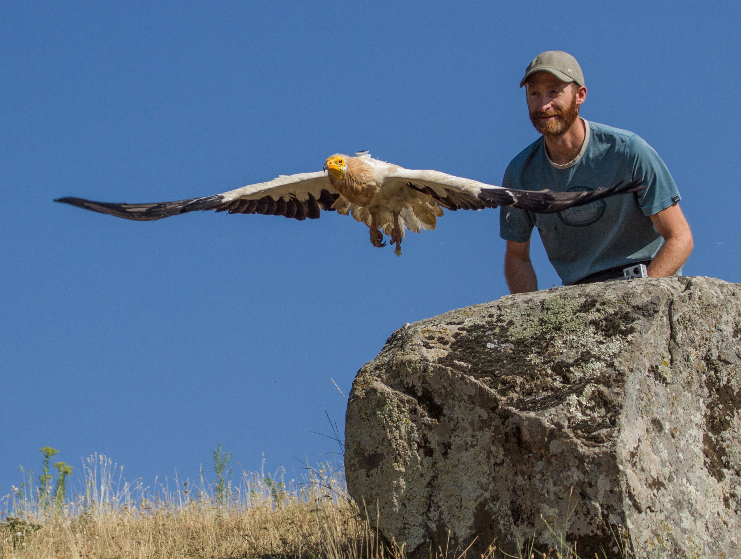Buechley releases an adult Egyptian Vulture in Armenia after attaching a tracker on its back. These devices help scientists investigate where this endangered species is breeding, feeding, and migrating. Anush Khachatrian
