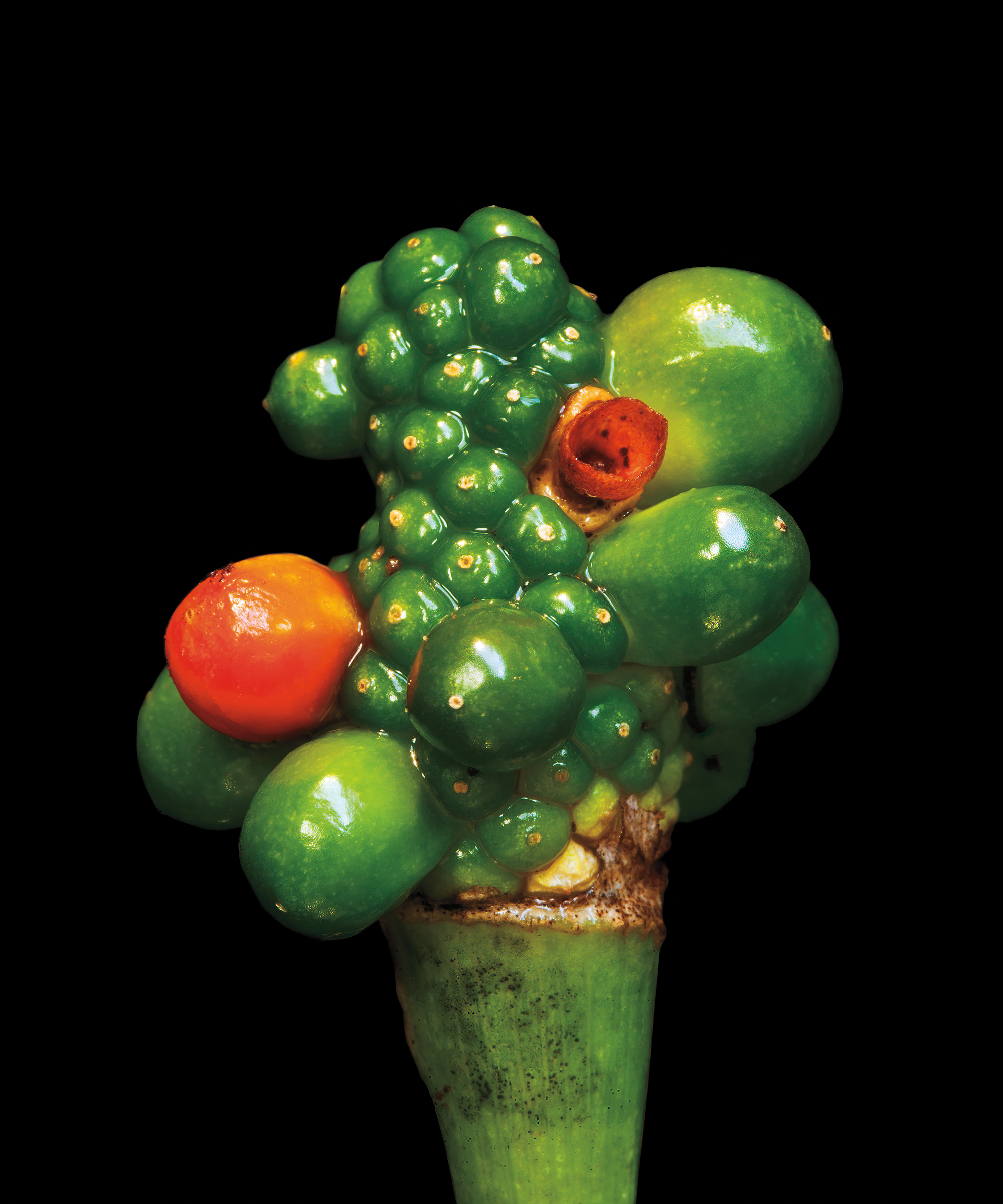 Jack-in-the-pulpit. Andrew Garn