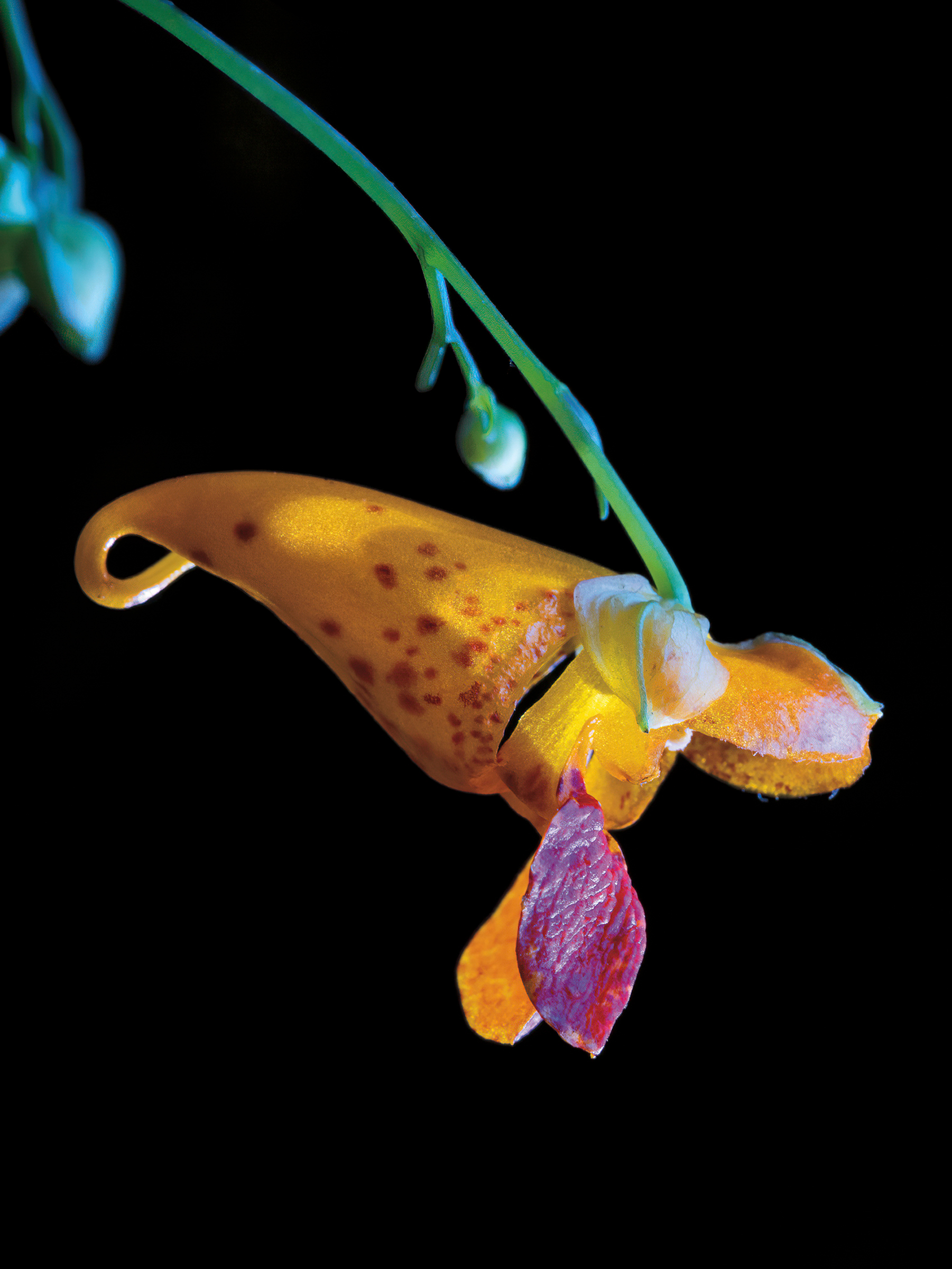 Jewelweed. Andrew Garn