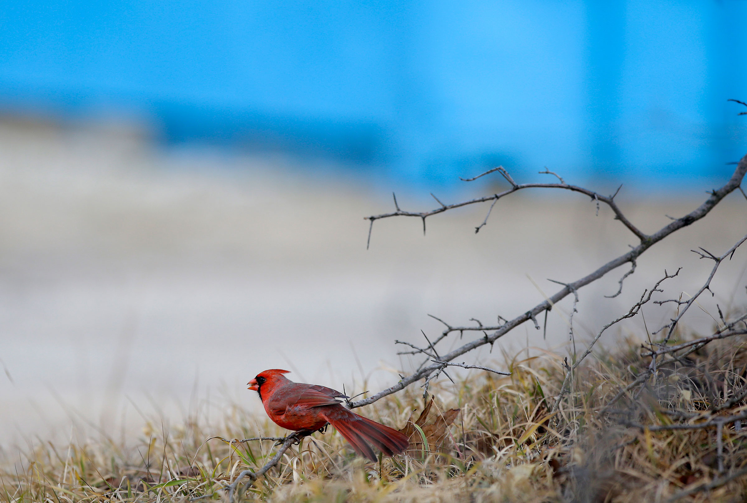 A Northern Cardinal sits on a tree branch in Chicago's Montrose Point Bird Sanctuary. More than 30 different bird species were counted from Montrose Beach on the Northside to Promontory Point on the Southside of the city. Joshua Lott