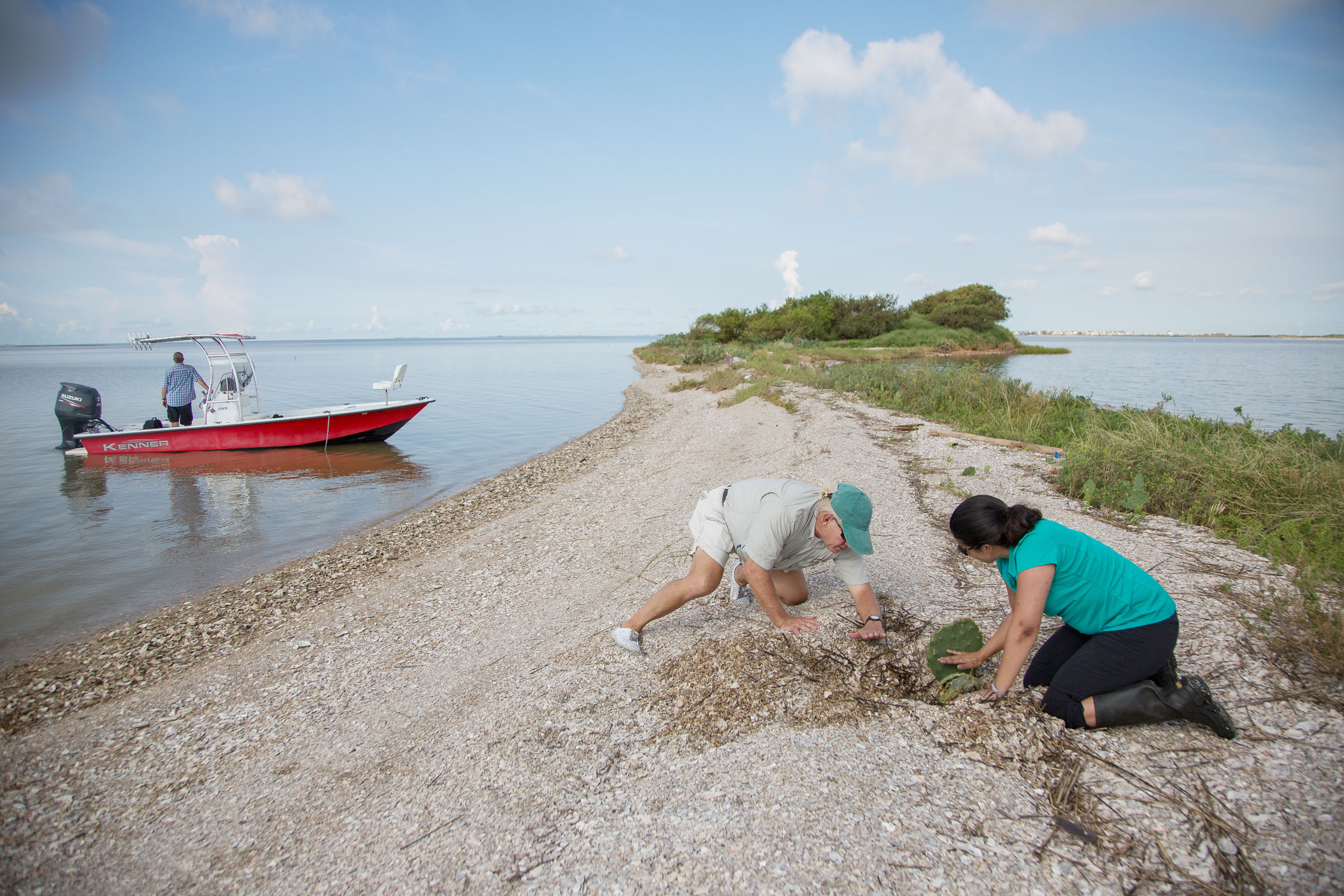 Victoria Vazquez, coastal conservation program manager for Audubon Texas, right, and warden Dennis Jones, center, dig out a prickly pear cactus from the mound of shells left on the beach by Hurricane Harvey. Julia Robinson