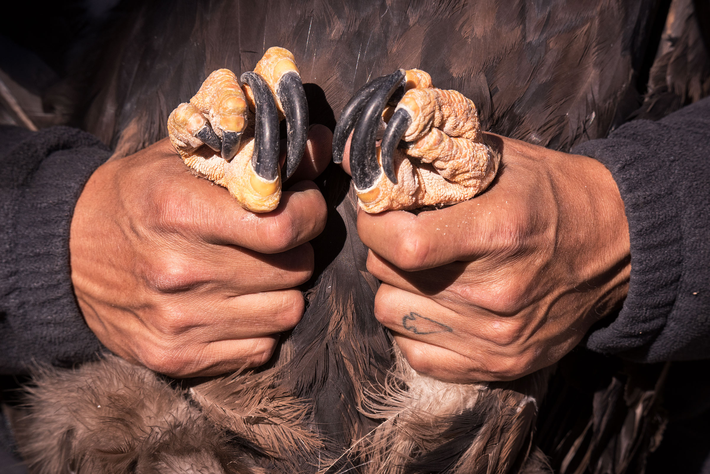 Lionel Tsosie, an assistant at the Navajo Nation eagle sanctuary, housed at the Navajo Zoo, holds the talons of a female Golden Eagle named Lady Pearl. Dawn Kish