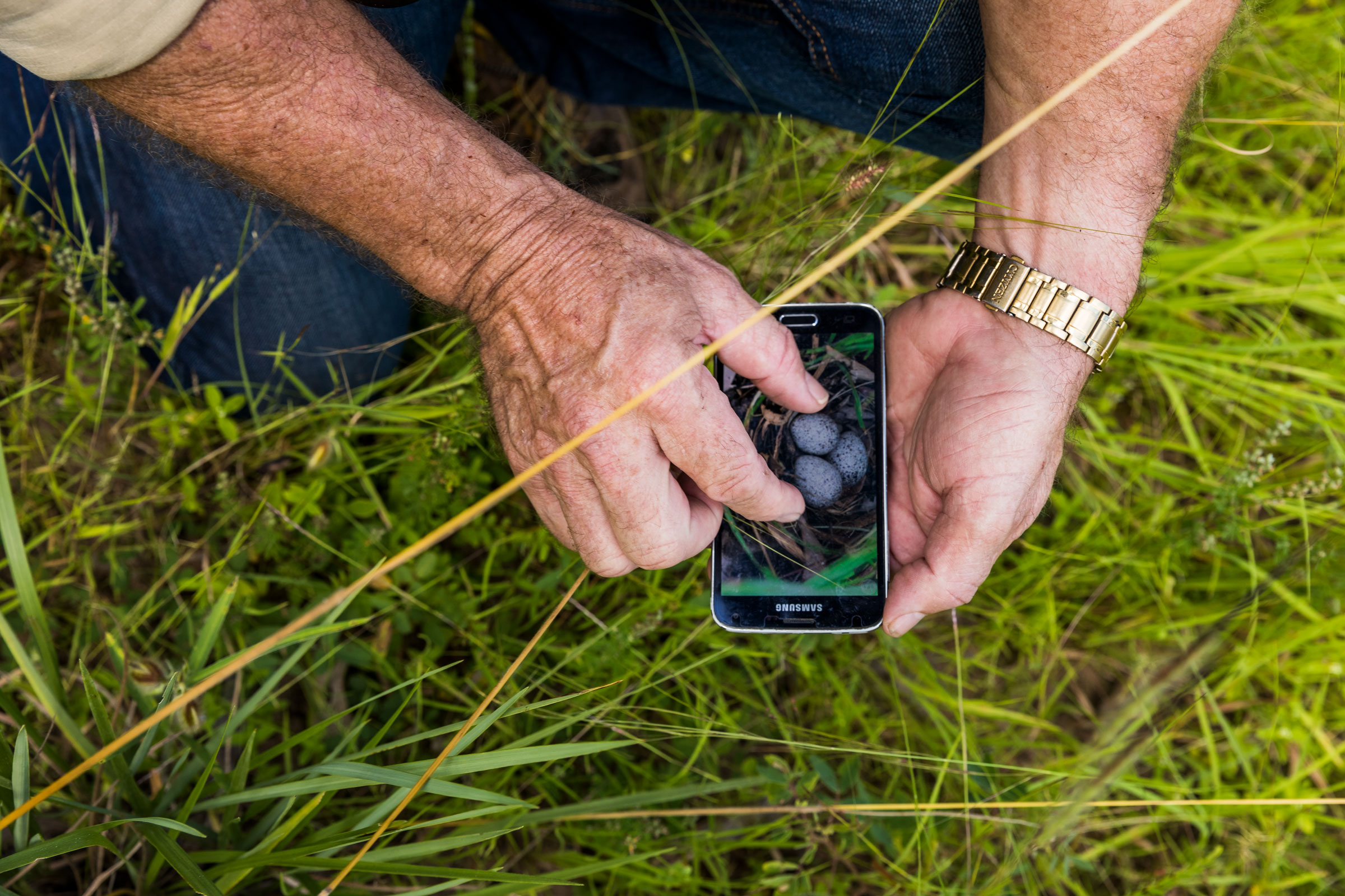 Young displaying his photo of a clutch of Buff-breasted Button-quail eggs beside a very similar grass formation at the Australian Wildlife Conservancy's Brooklyn Sanctuary. Lachlan Gardiner