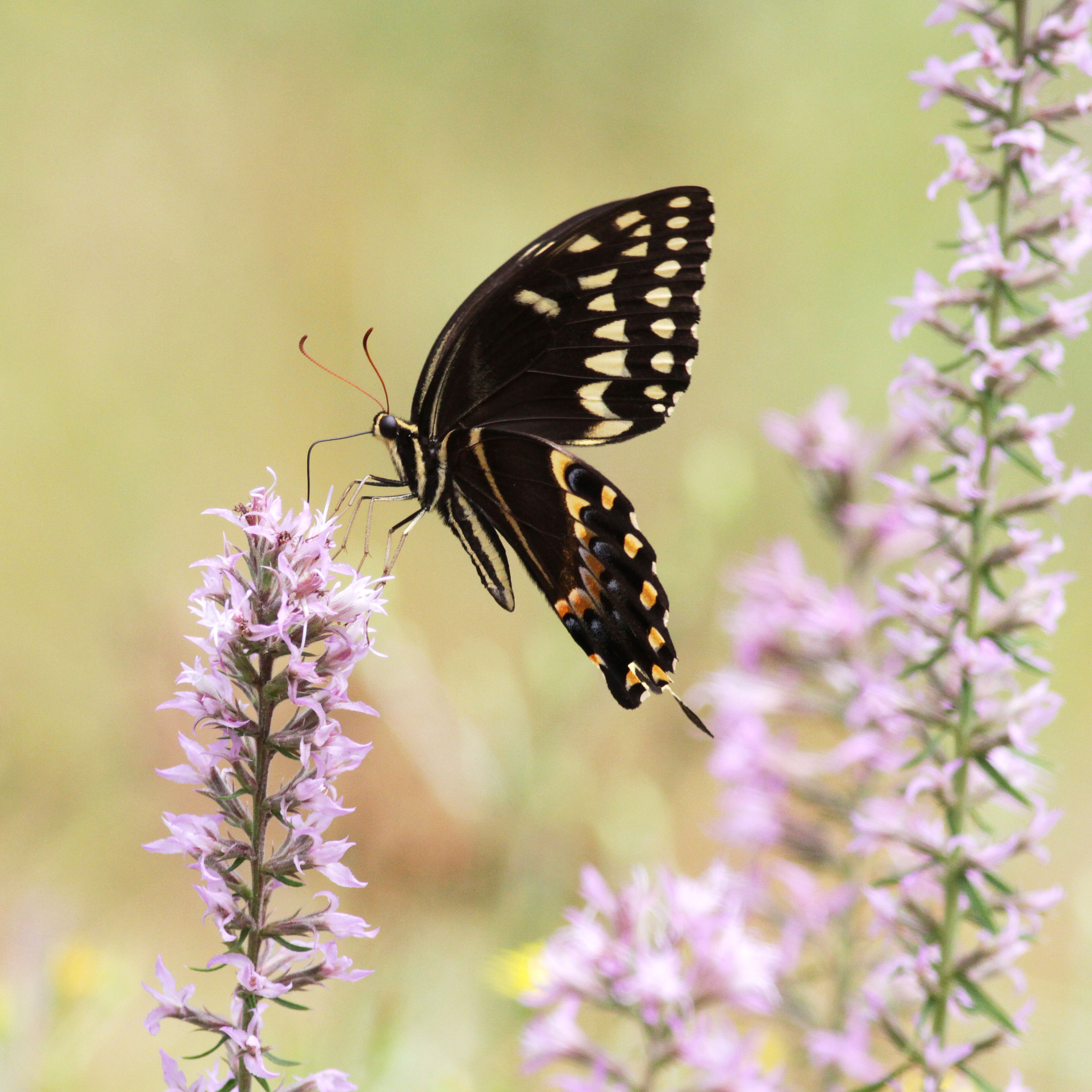 Palamedes Swallowtail. Will Stuart