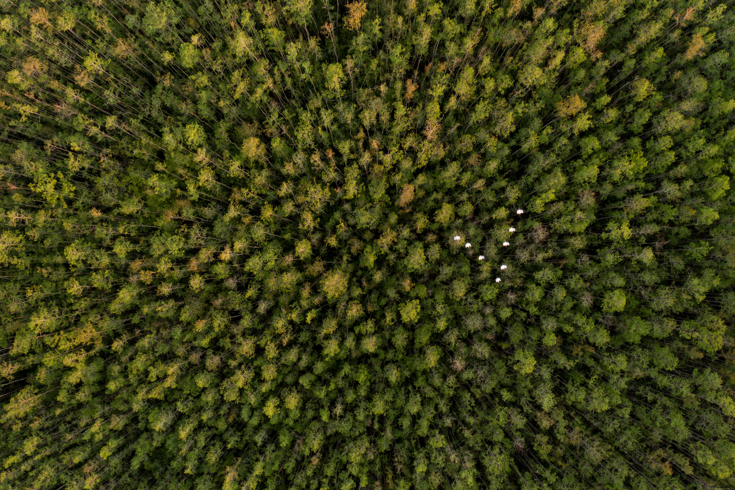 White Ibises fly over an old-growth cypress slough in Audubon's Corkscrew Swamp Sanctuary. Mac Stone