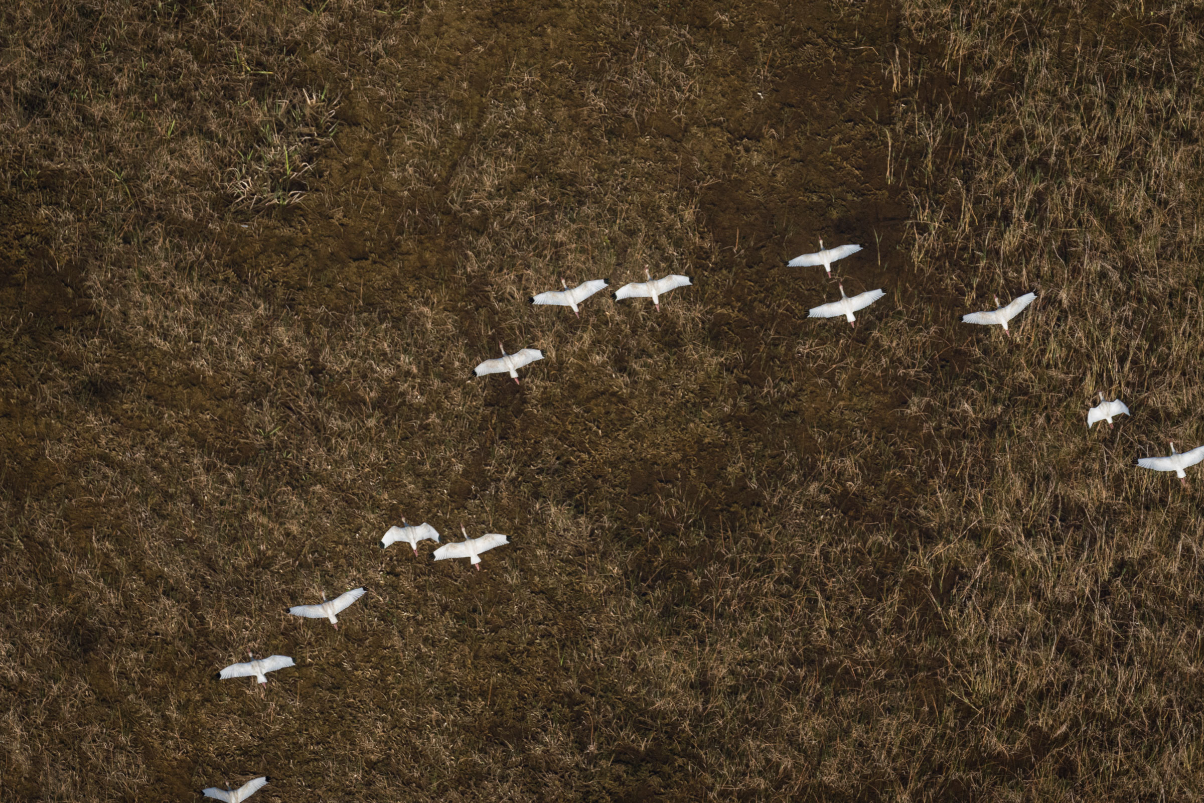 White Ibises make their way back to a colony in the southern Everglades. Mac Stone