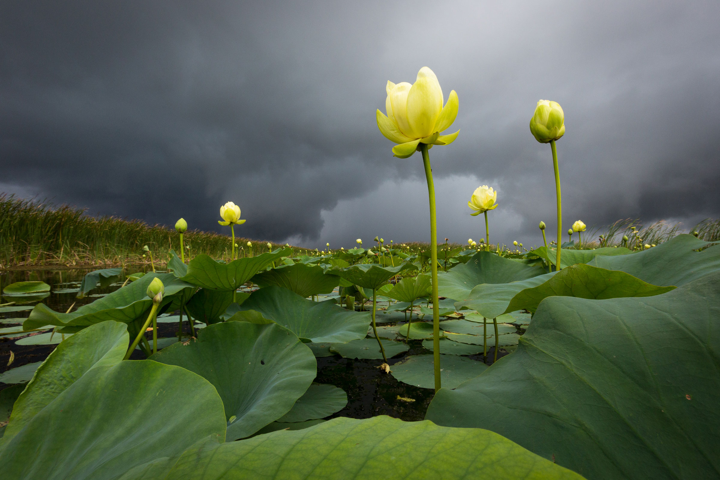 American lotus blooms brace for impact as a summer squall races across Lake Okeechobee in Florida, the seventh largest lake in the United States. Mac Stone