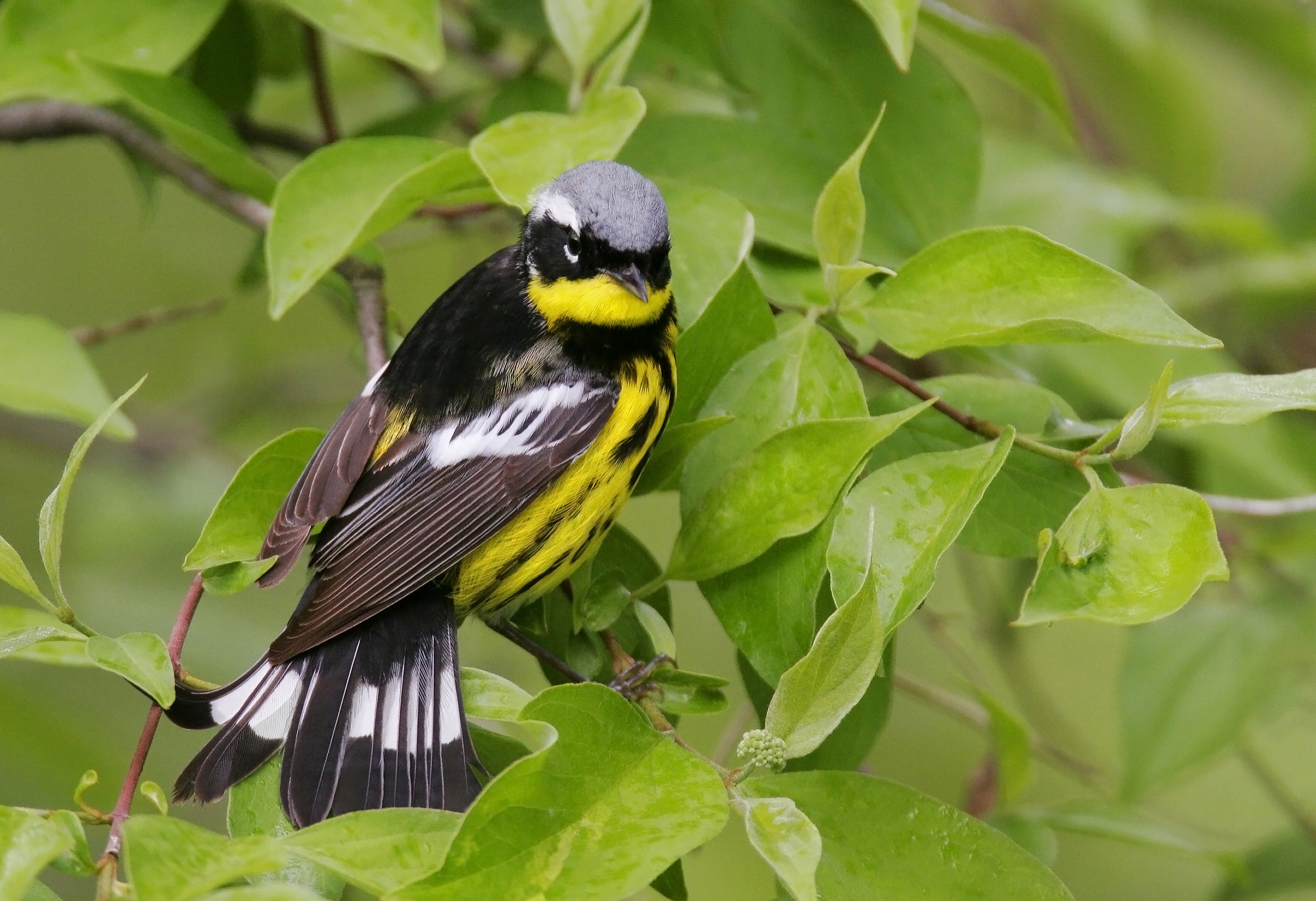 Magnolia Warbler. Brian Zwiebel/Sabrewing Nature Tours