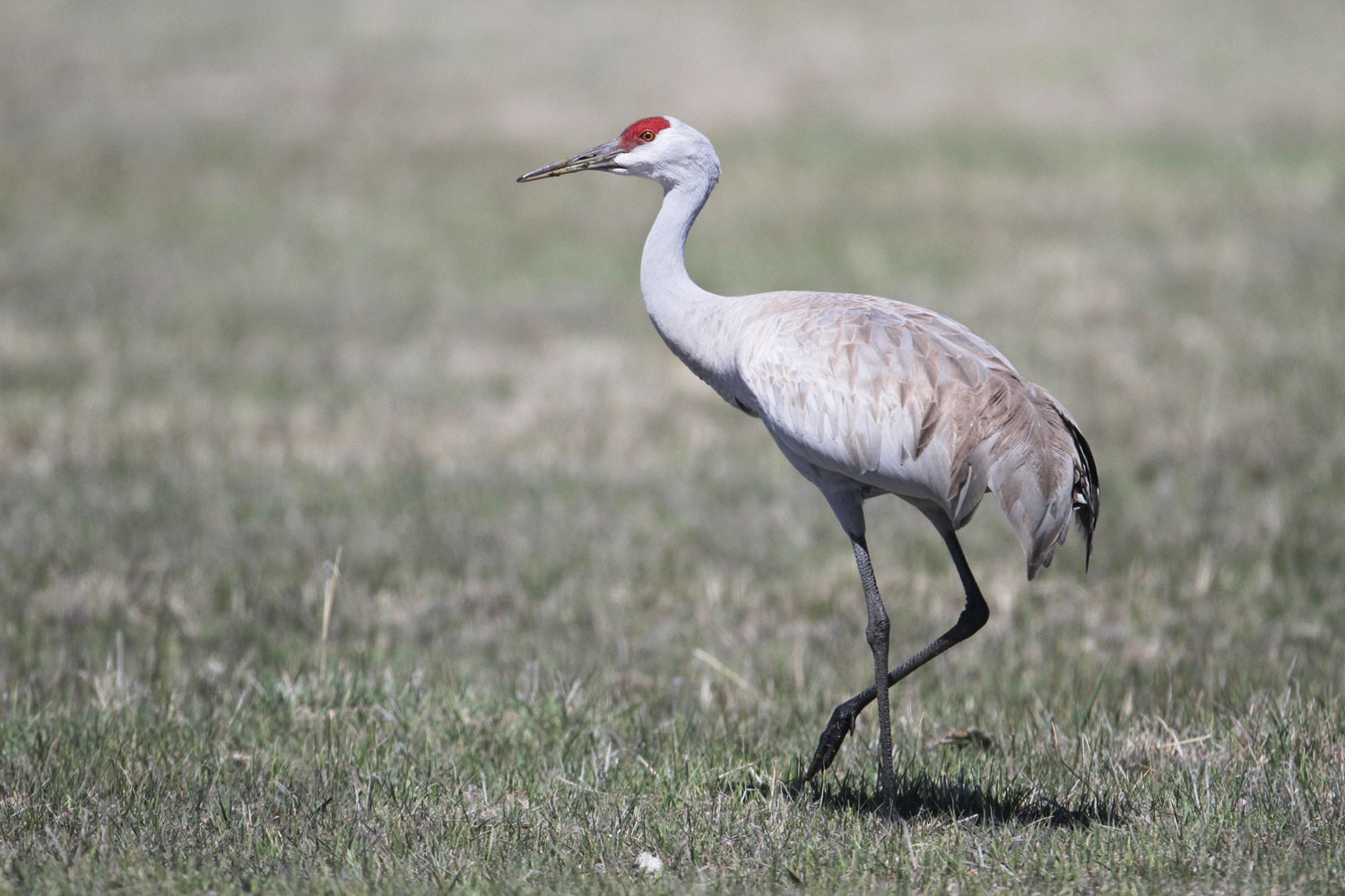 Sandhill Cranes announce the beginning of spring at the refuge. Noah Strycker