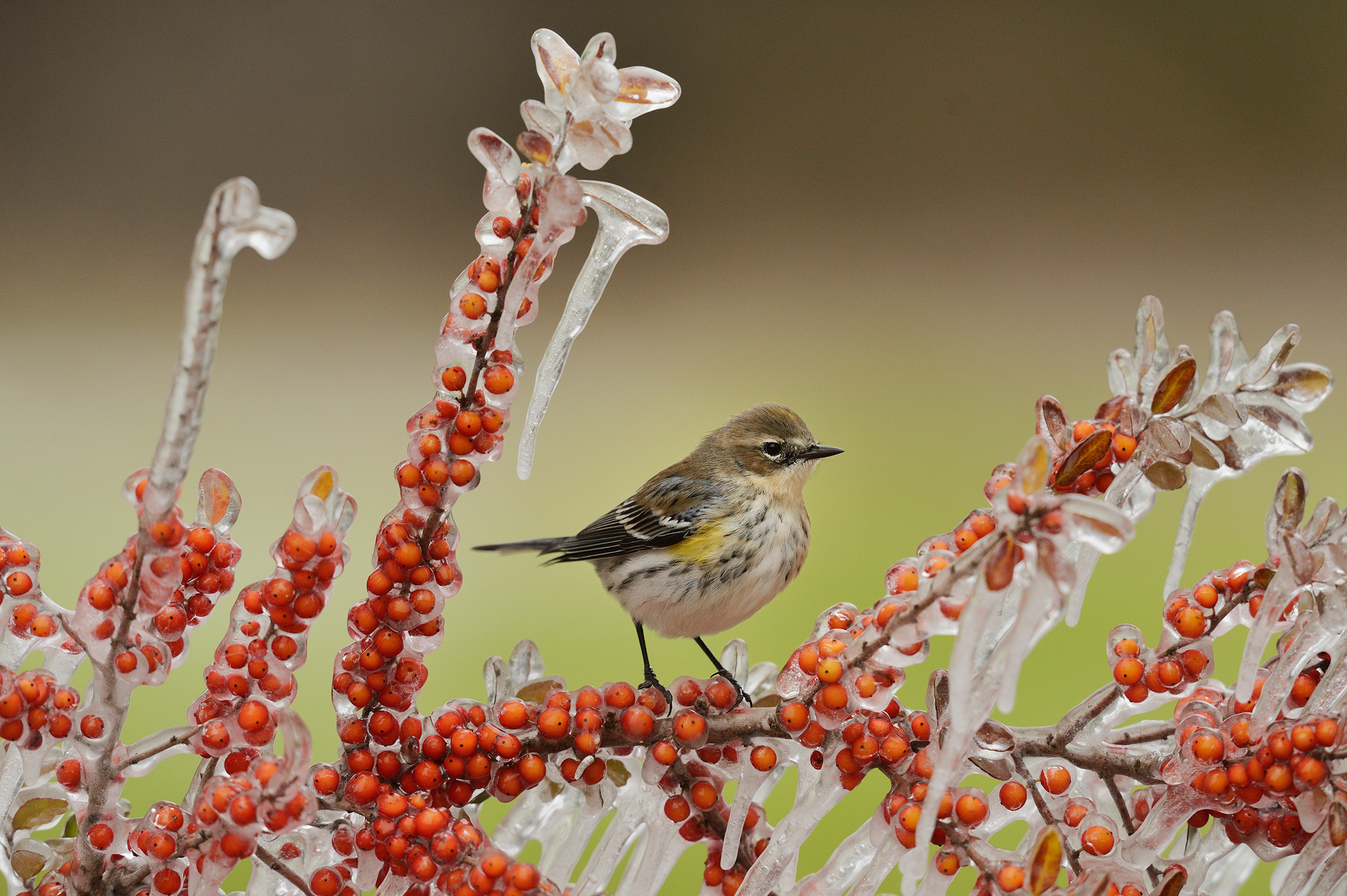 Yellow-rumped Warbler. Rolf Nussbaumer/NPL/Minden Pictures