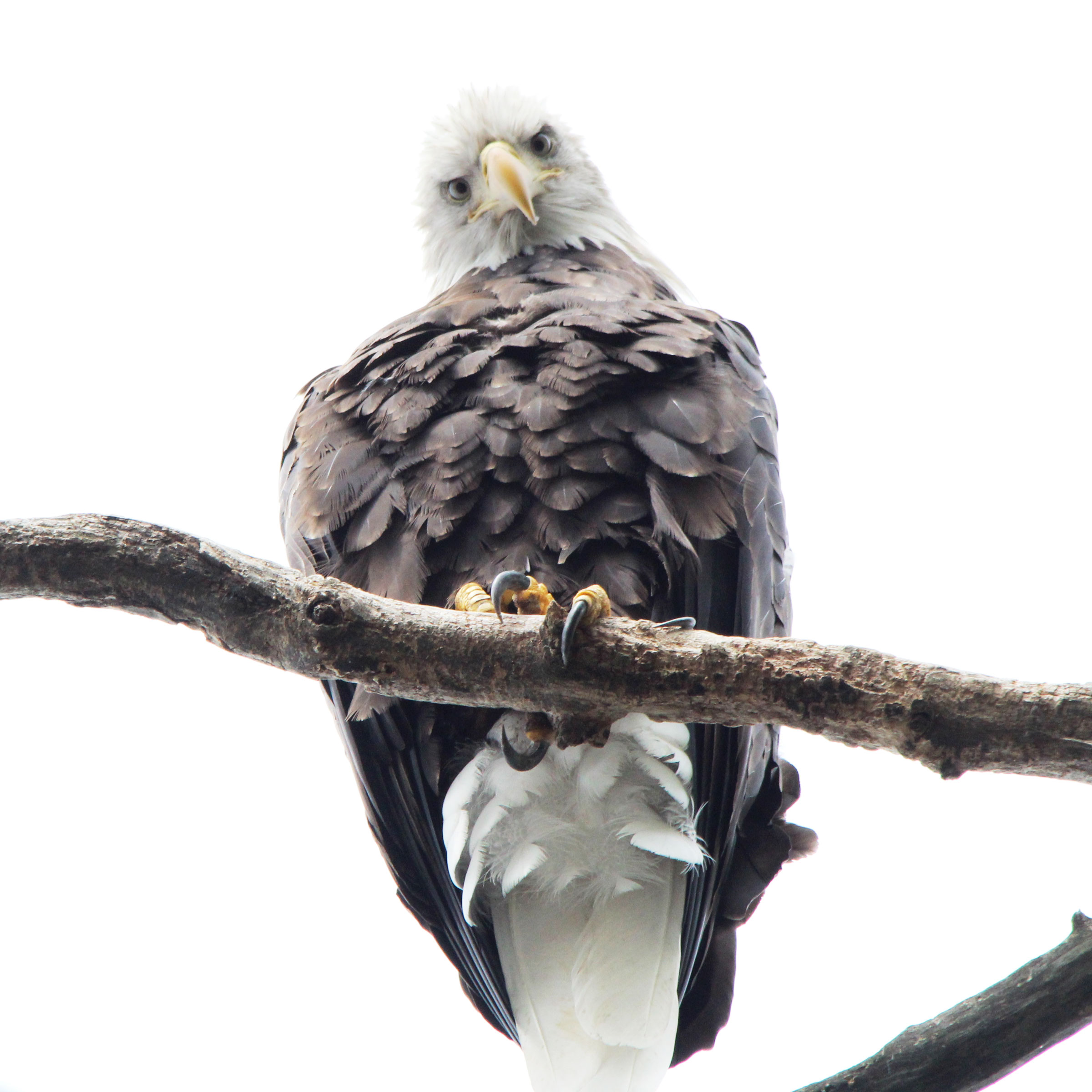 Bryand captured this shot of a Bald Eagle from her kayak by paddling quickly, gliding, and then lying down on her back to snap the photo. Monica Bryand