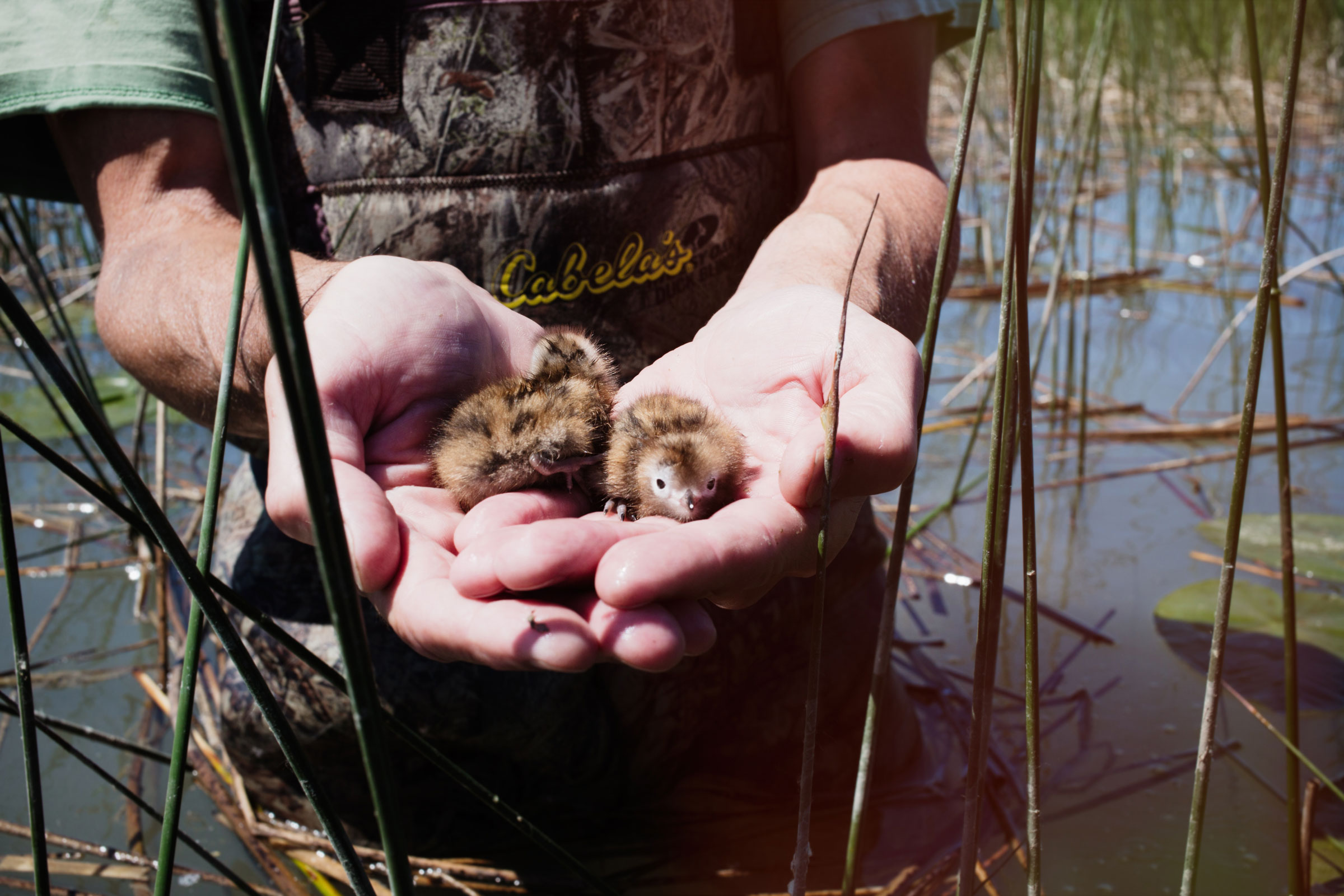Black Tern chicks at Mackie Colony, one of about 10 Black Tern colonies in the St. Clair Flats State Wildlife Area, Michigan. Mike Fernandez/Audubon