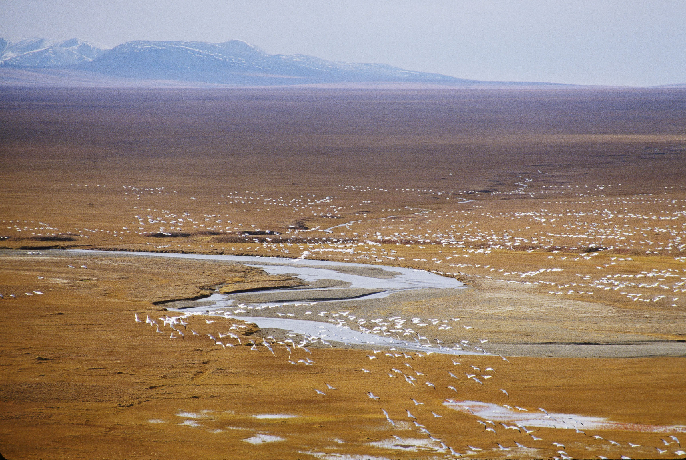 Birds erupt from the coastal plain of the Arctic National Wildlife Refuge. James P. Blair/National Geographic Creative