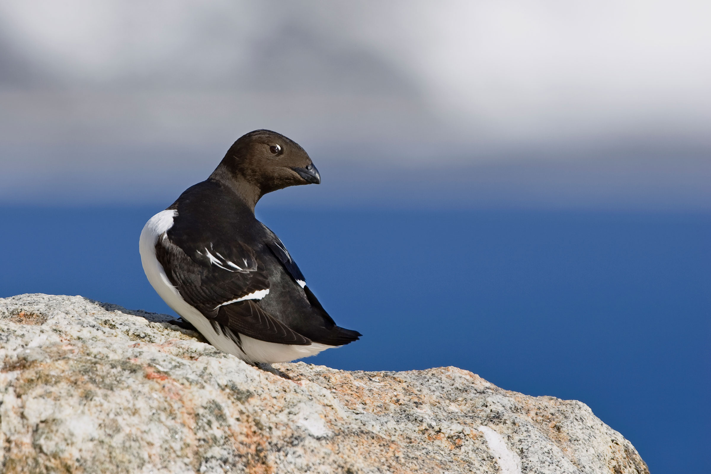 The Dovekie is a tiny member of the auk or alcid family, which also includes puffins. Konrad Wothe/Minden Picture/National Geographic Creative
