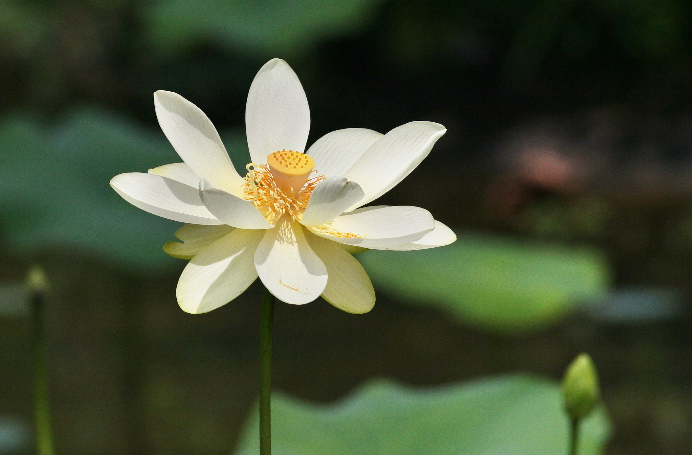 American lotus. Will Stuart