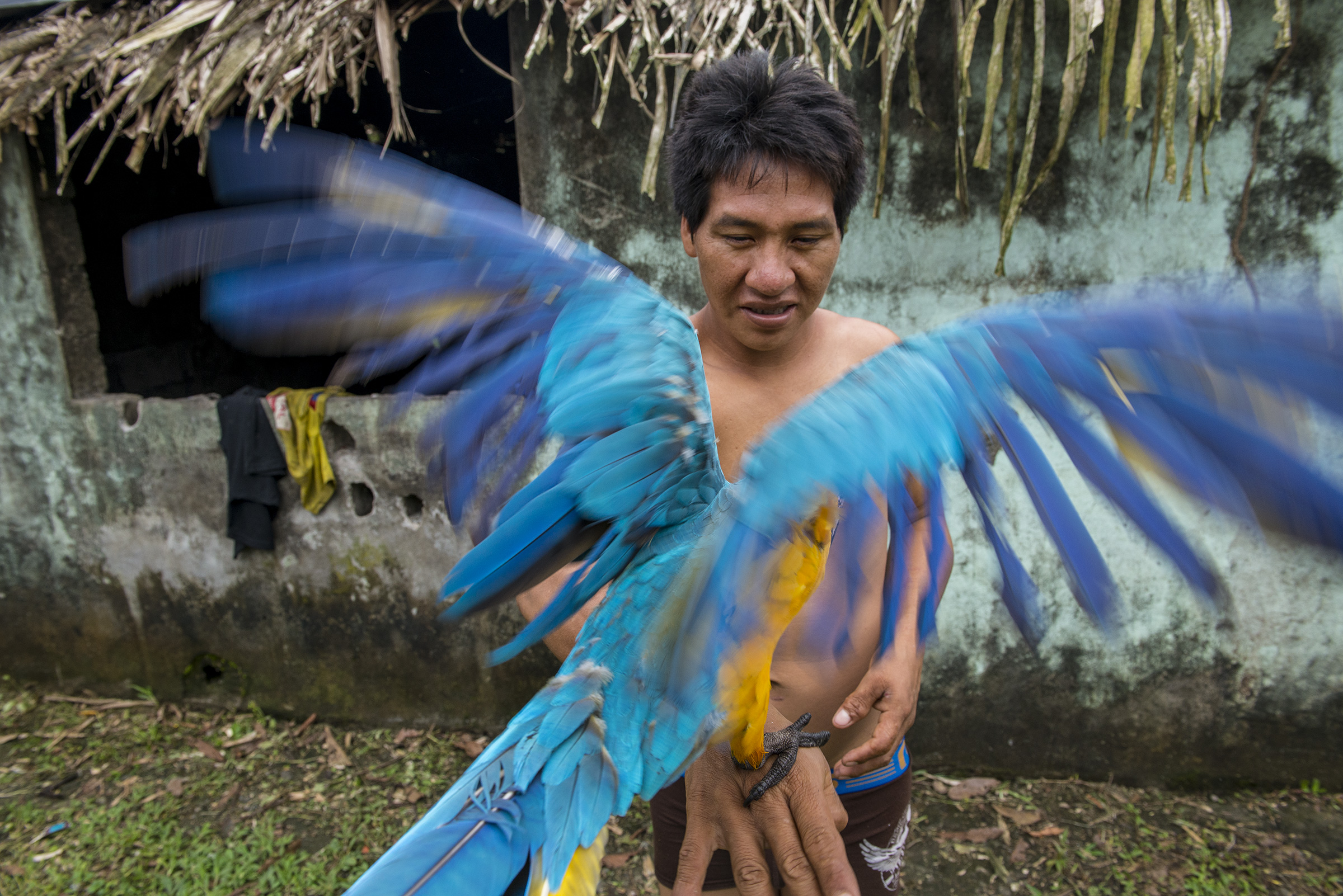 A Blue-and-yellow Macaw, also known as the Blue-and-gold Macaw, is handled by Bogui Ahua from the Waorani community of Guiyero. Neil Ever Osborne