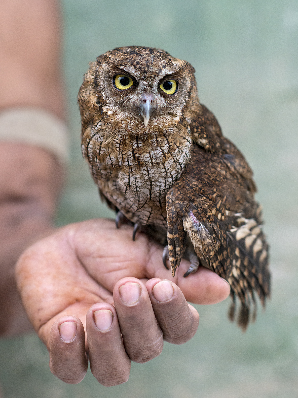 On a trek through Yasuní, the author encountered this Tropical Screech-Owl. Neil Ever Osborne