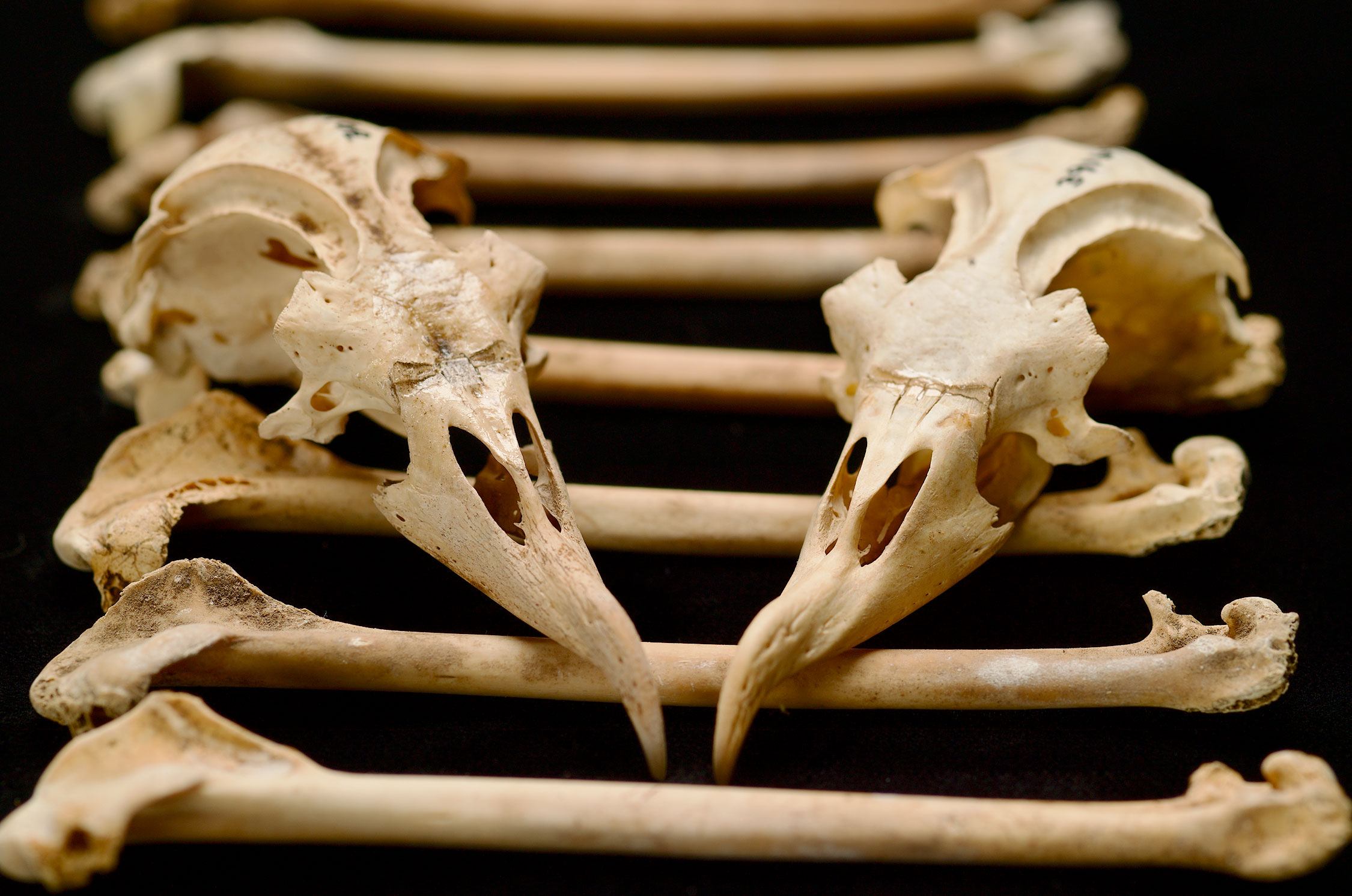 Fossils Buried Deep in Lava Tubes Hold Secrets to Hawaii's Avian History Audubon