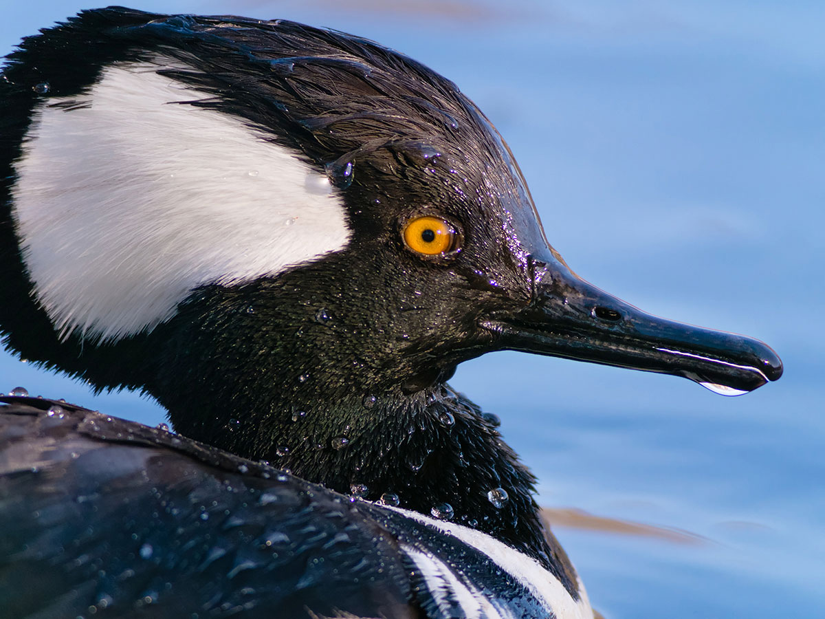 Adult male Hooded Merganser. Tara Tanaka