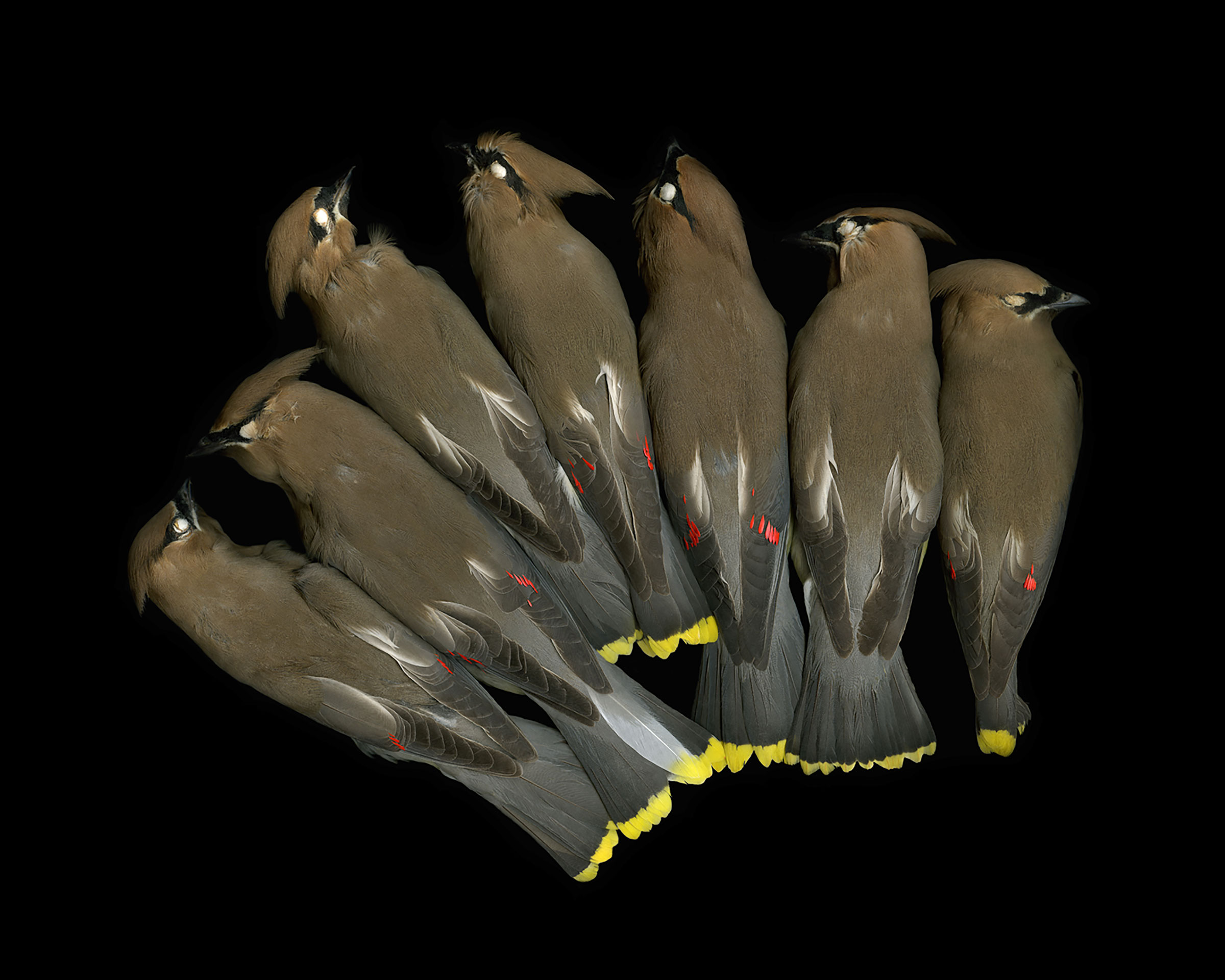 Cedar Waxwings get their name from the wax-like red drips on their wings. The North Carolina Museum of Natural Sciences, 2007. Leah Sobsey