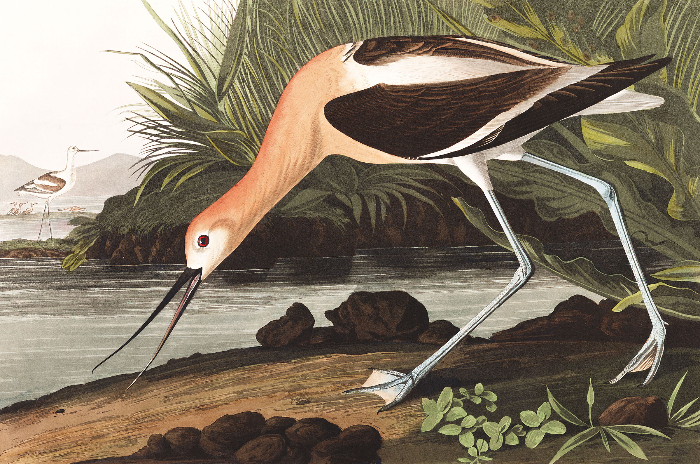 Illustration: Courtesy of the John James Audubon Center at Mill Grove, Montgomery County Audubon Collection, and Zebra Publishing