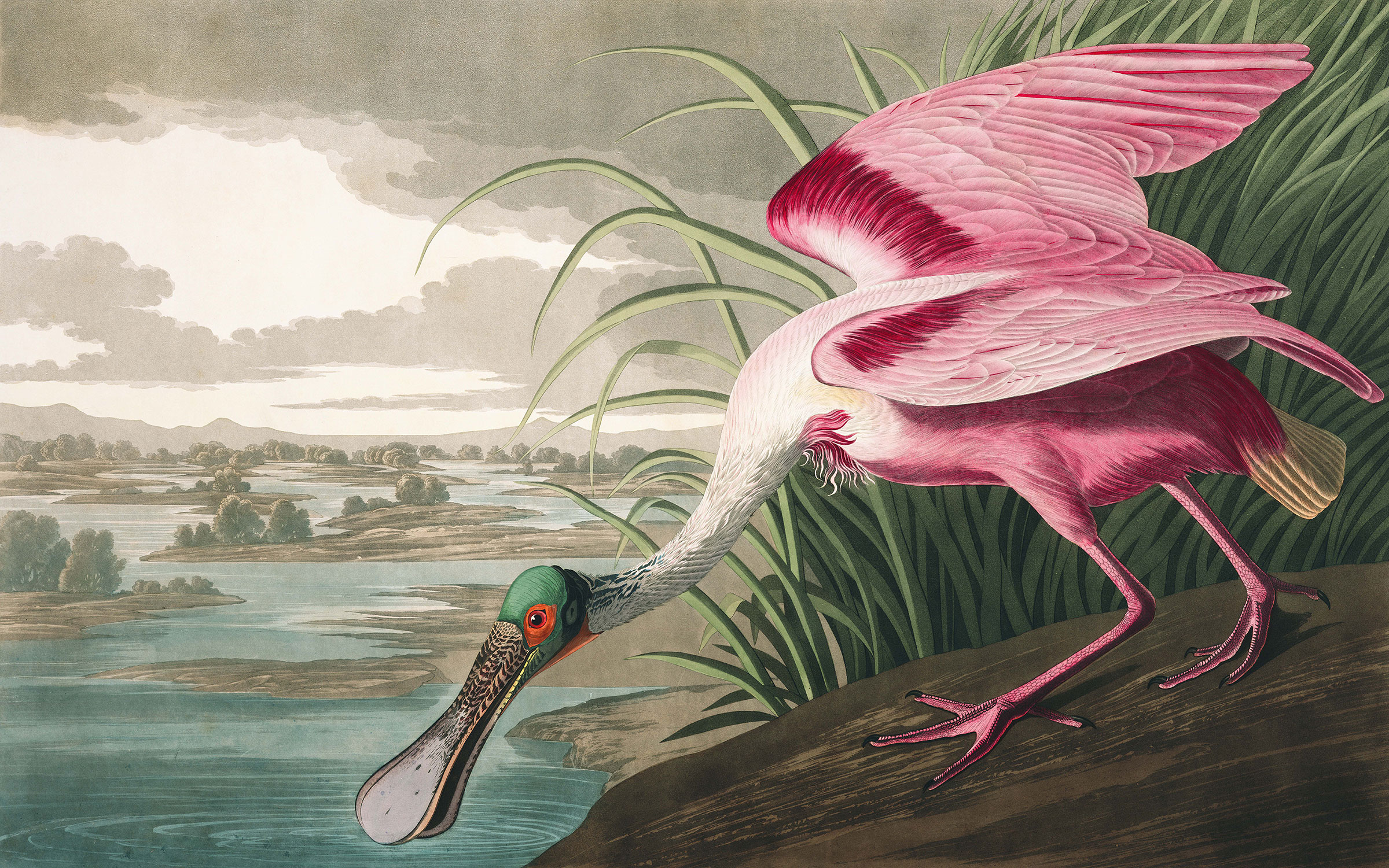 Illustration: John James Audubon