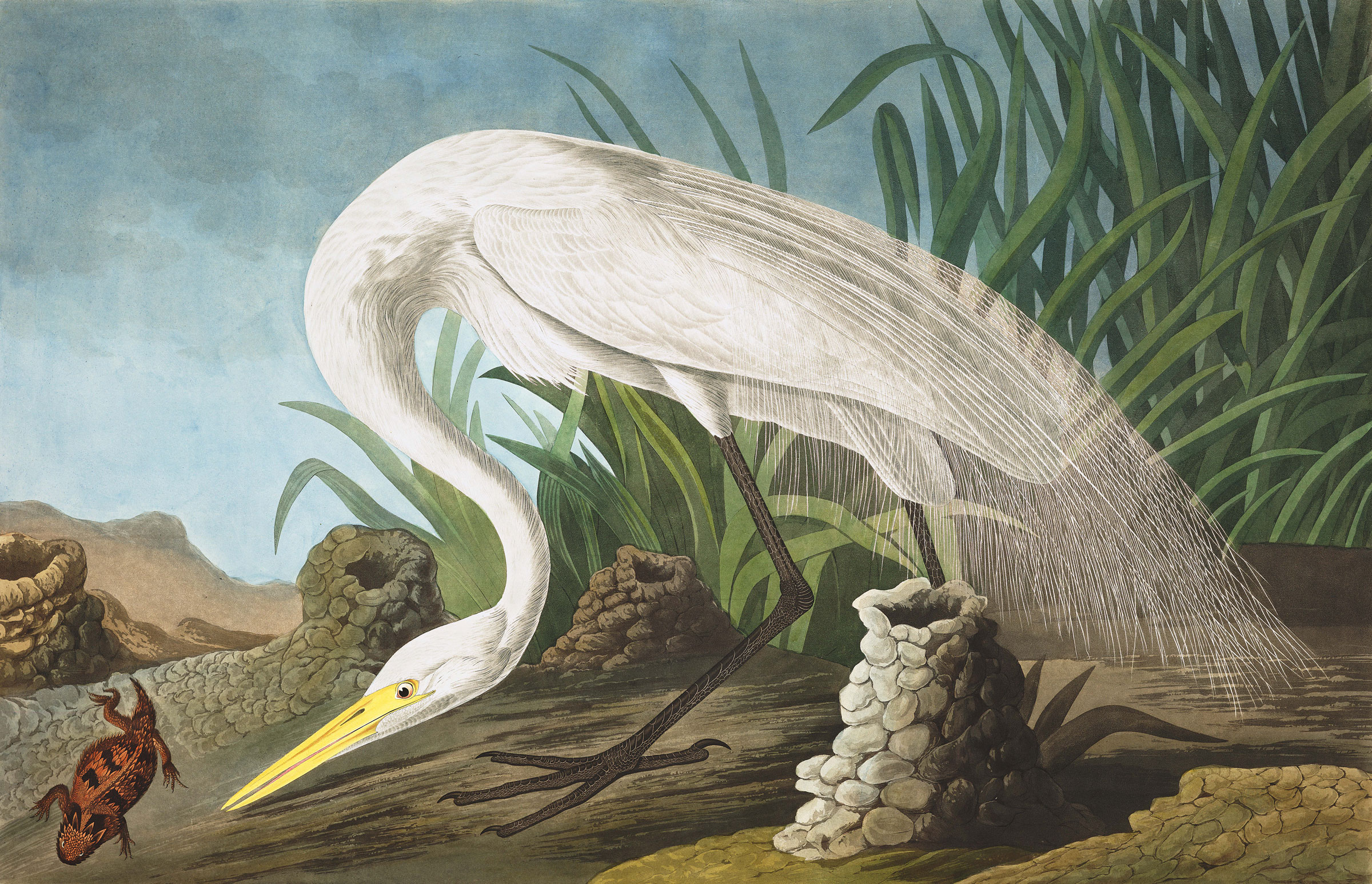 Джон джеймс одюбон картины