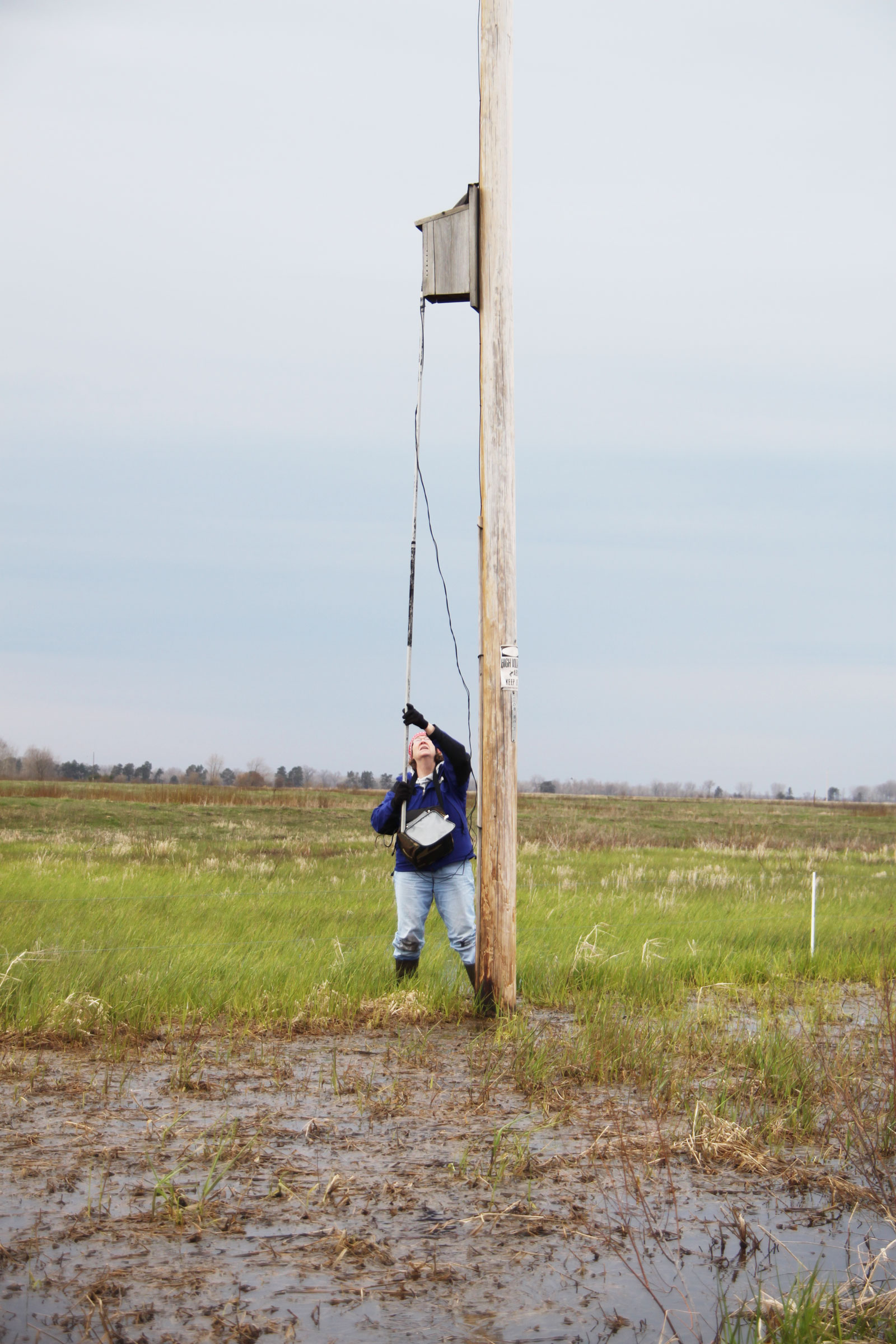 A researcher checks a nest box with a camera, looking for eggs. Amber Eschenbauch