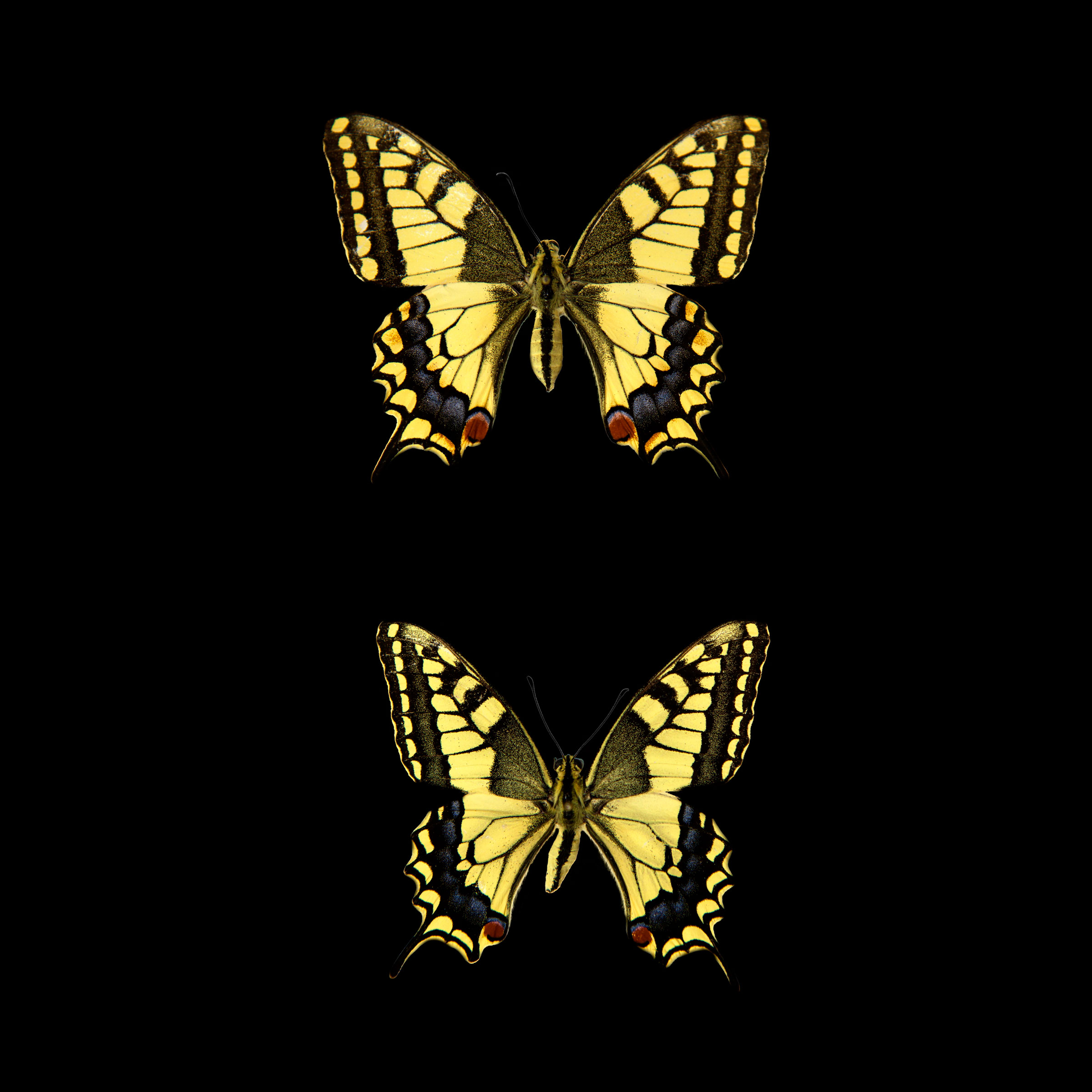 As with the Swallowtail Kite and its pronged tail feathers, the yellow swallowtail butterfly is named for its forked hind wings. North Carolina State University Insect Museum, 2012. Leah Sobsey
