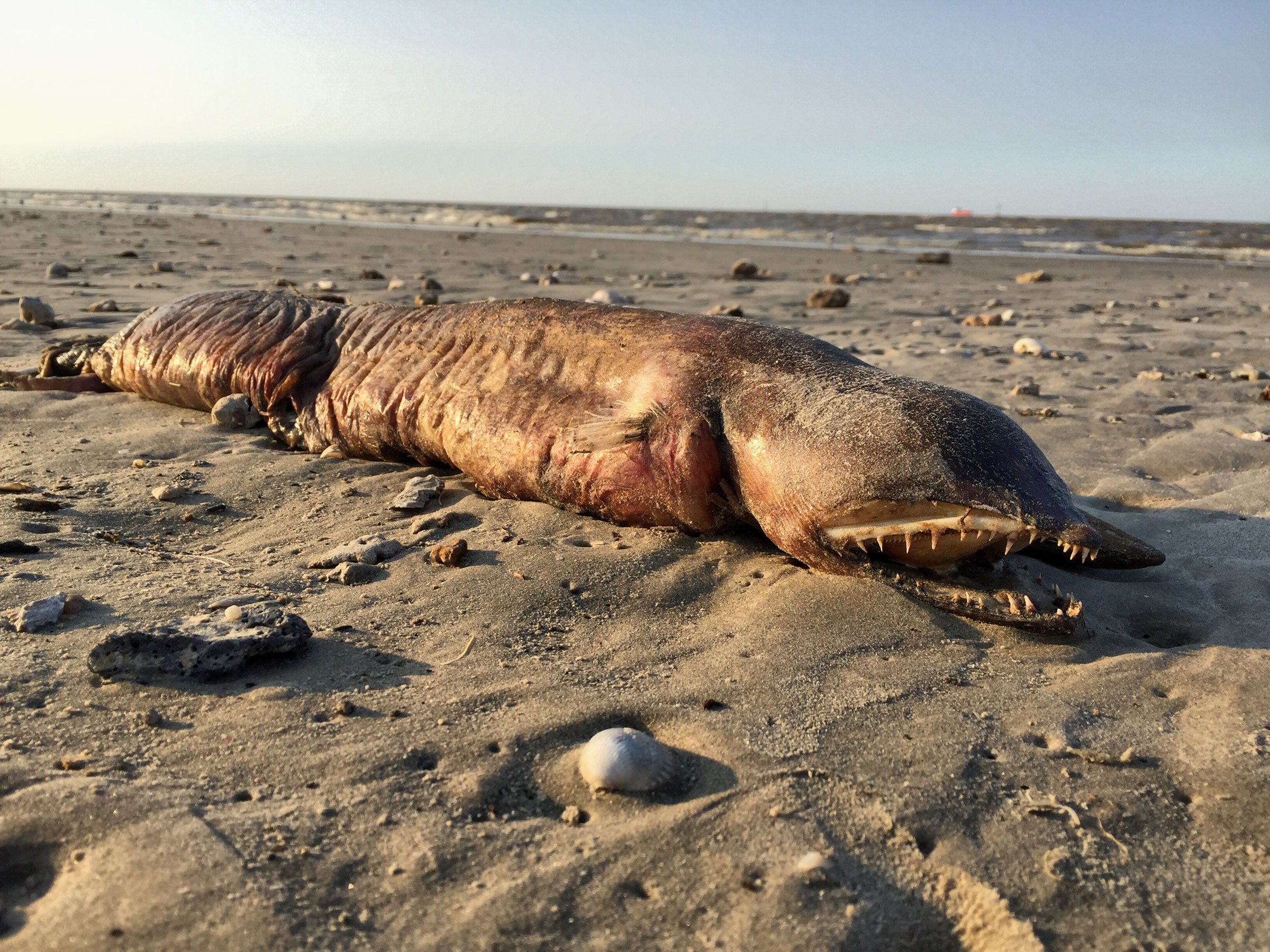 According to eel specialist Dr. Kenneth Tighe, a biologist with the Smithsonian National Museum of Natural History, this mystery sea creature found by Audubon staff is probably a fangtooth snake-eel or "tusky" eel. Preeti Desai/Audubon