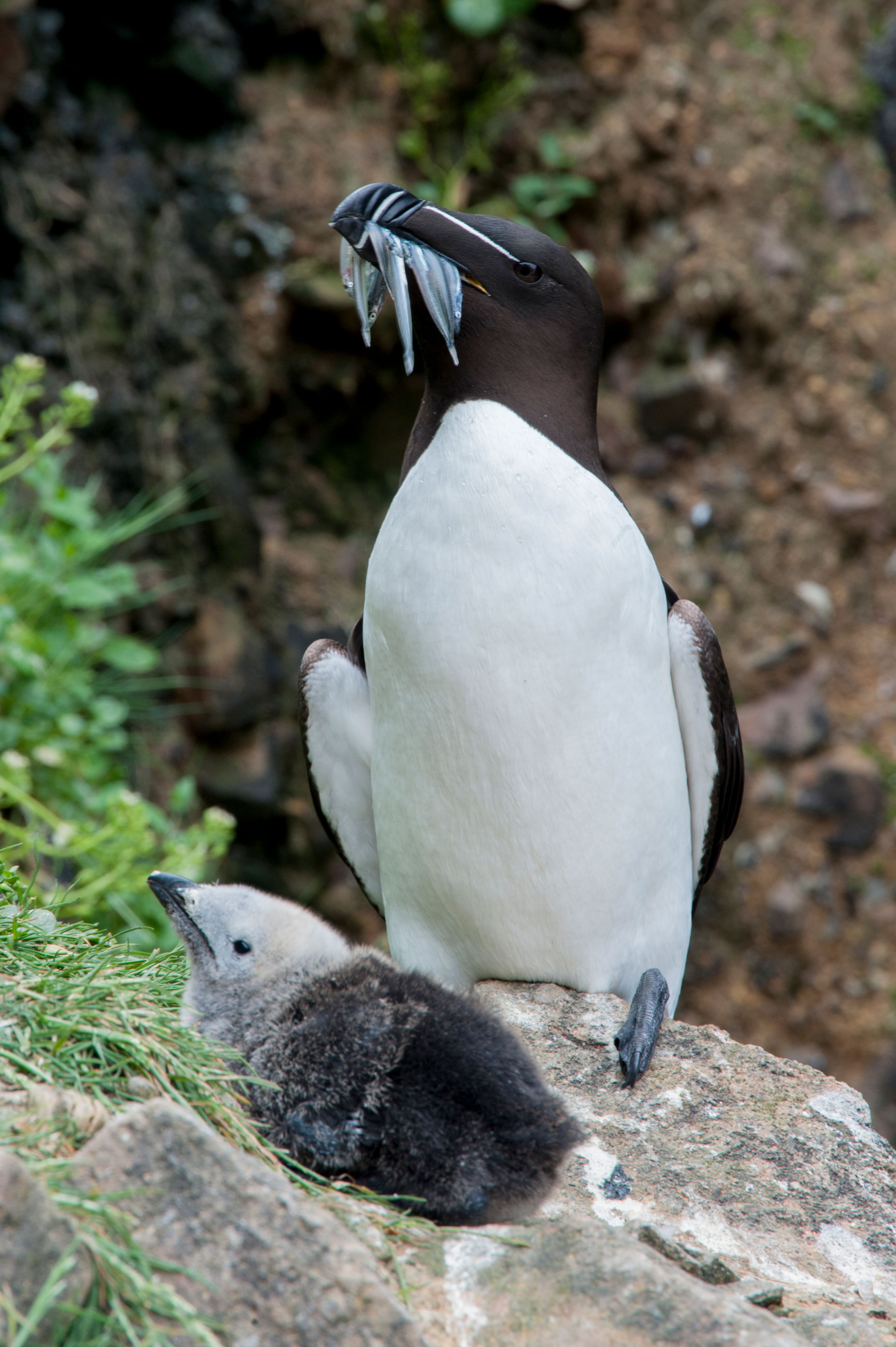 A Razorbill returns to its nest on Fair Isle with a beak full of fish. Richard Shucksmith