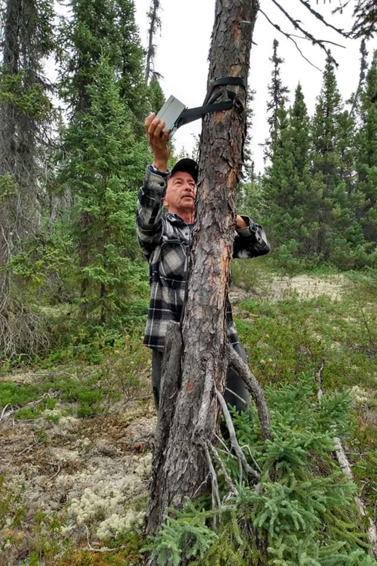 A man, Ernie Bussidor, wearing a black and white plaid flannel shirt, stands next to a tree in the center of the frame and removes a small grey box with his right hand. He is retrieving a recording unit used to monitor birds in Tadoule Lake, in the Seal River Watershed.