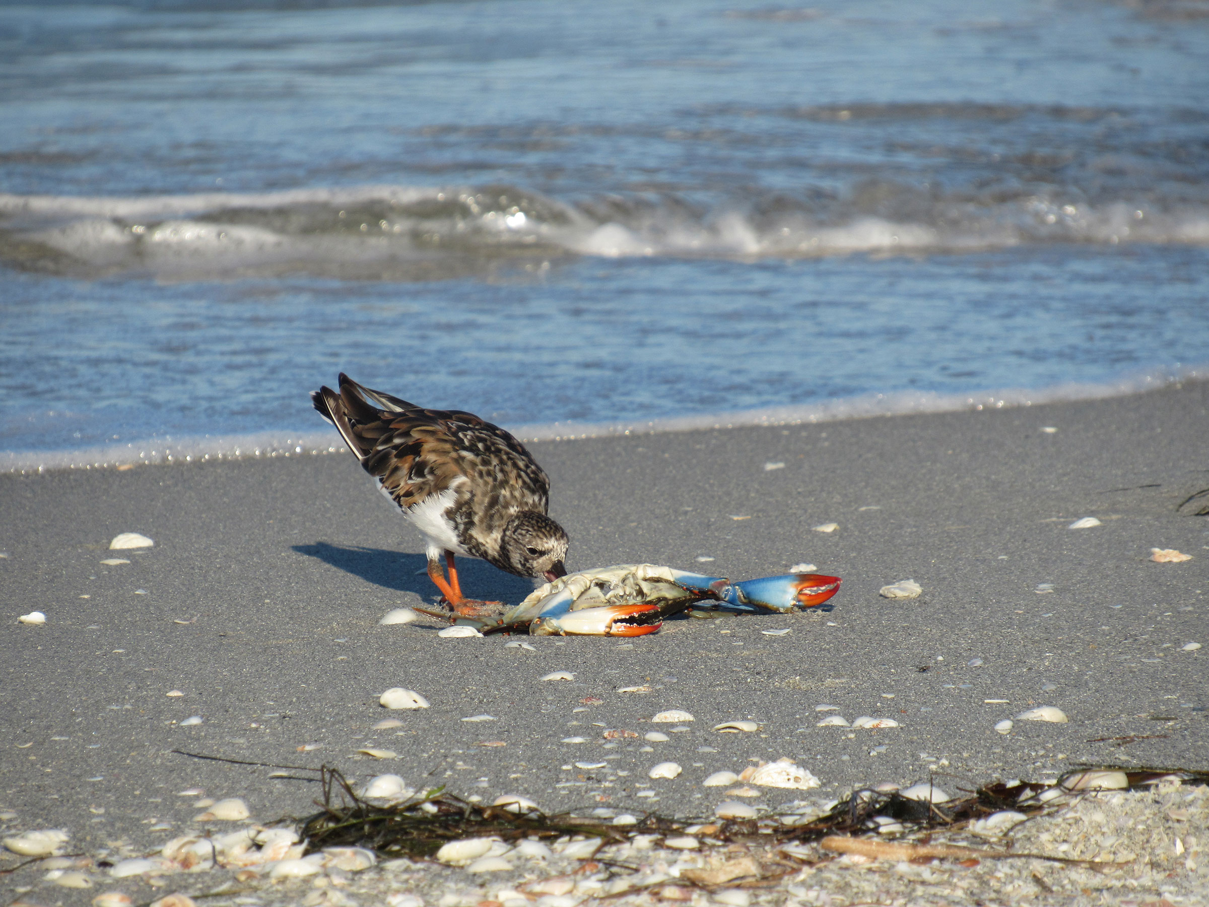 A Ruddy Turnstone snacks on a crab on Sanibel Island. Many migrants' favorite foods like mole crabs and coquinas have died, so the birds turn to other foods to survive. Audrey Albrecht
