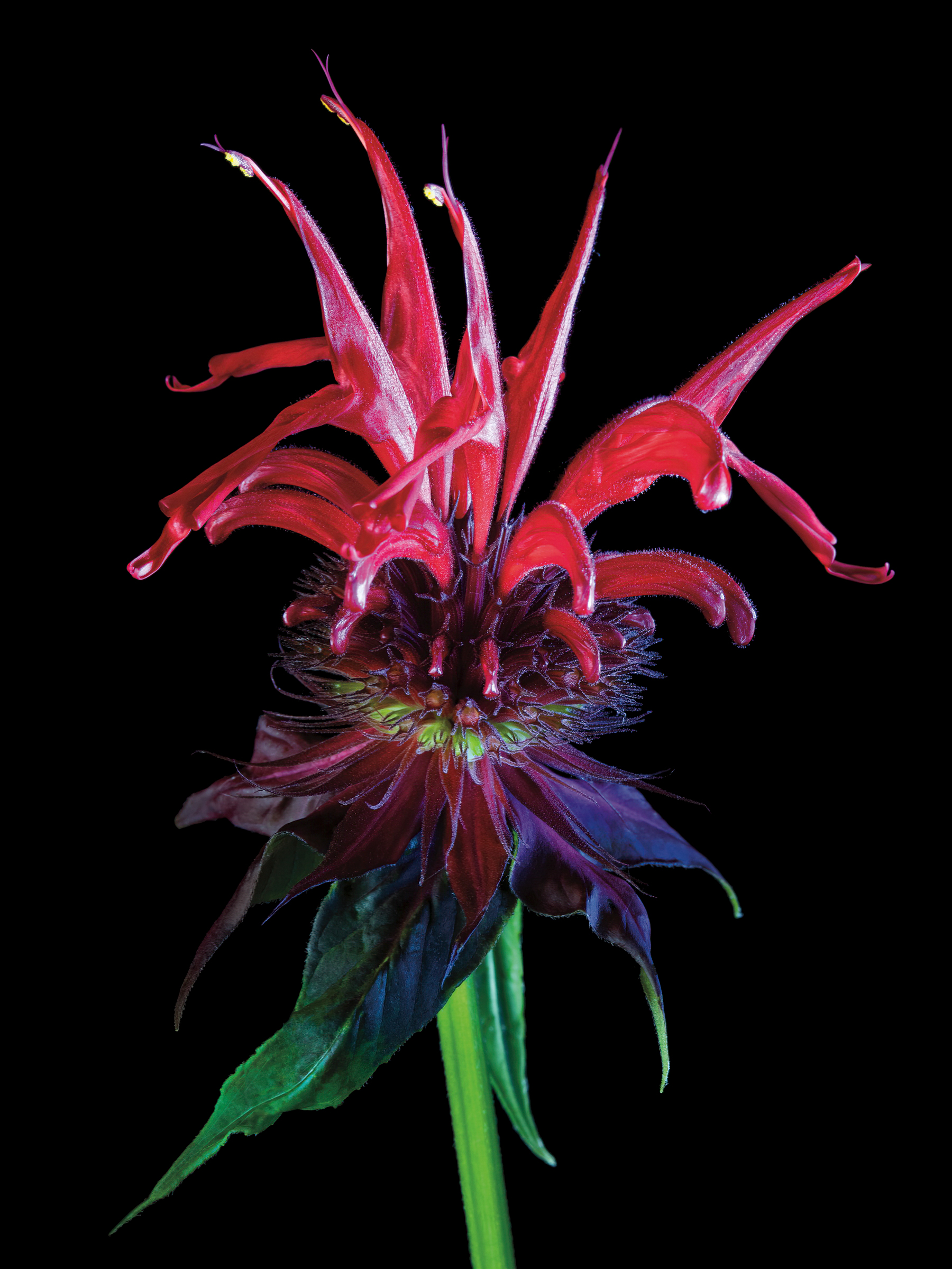 Scarlet beebalm. Andrew Garn
