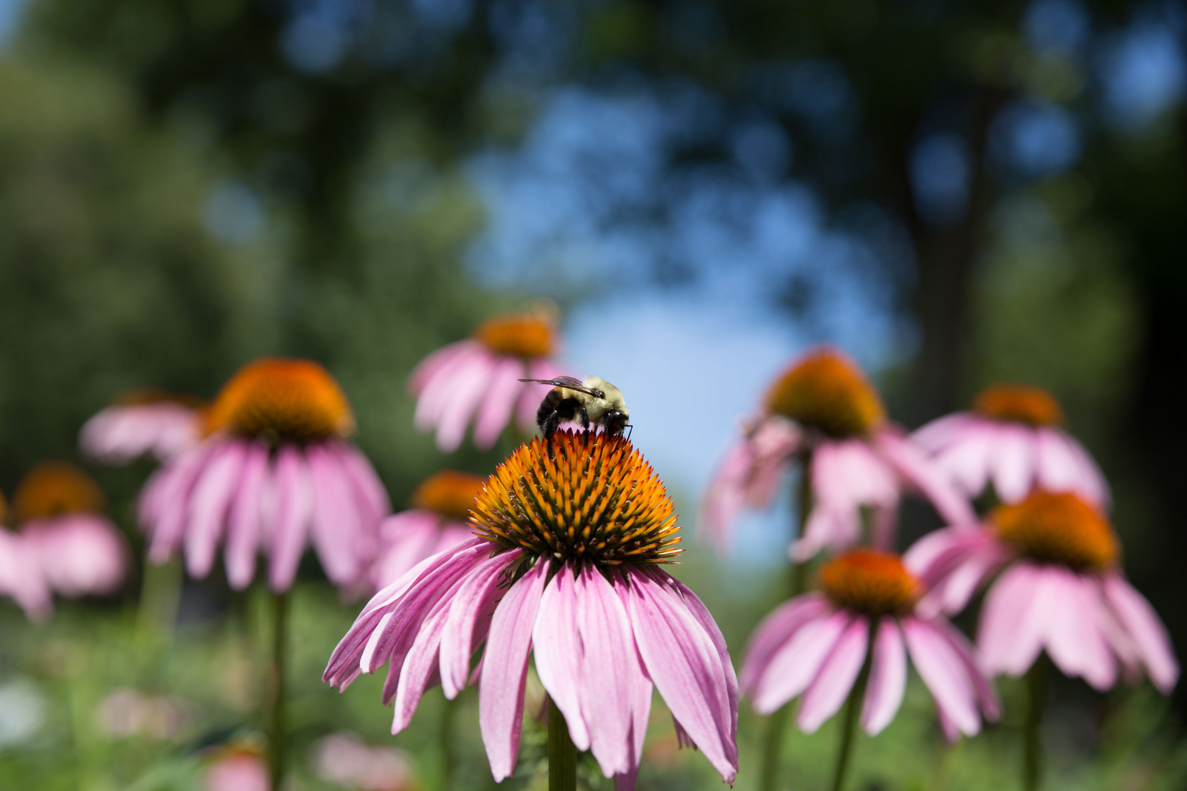 Bumblebee and purple coneflower. Camilla Cerea/Audubon