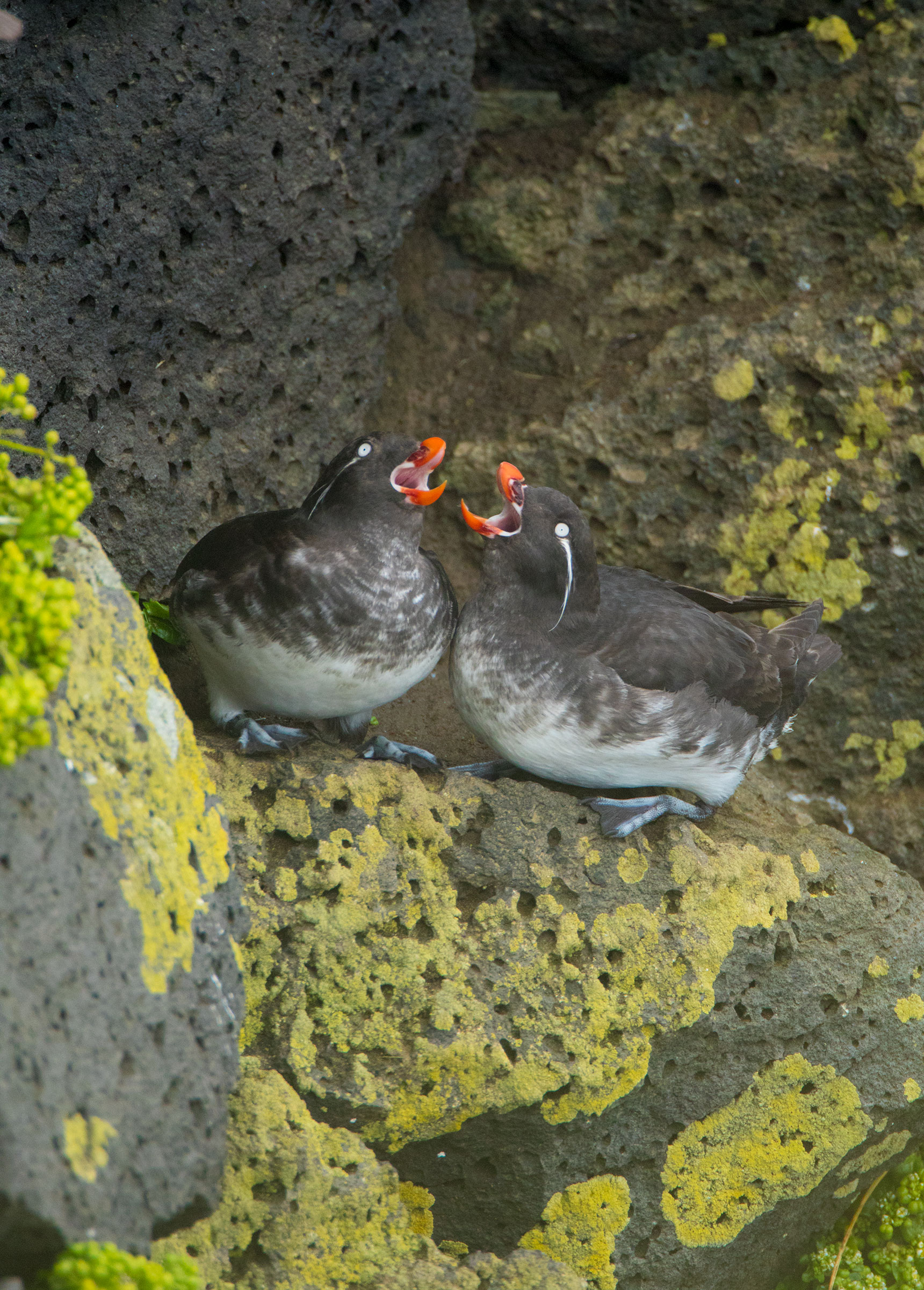 Quirkier species such as these Parakeet Auklets can be found on St. Paul Island. Marie Read
